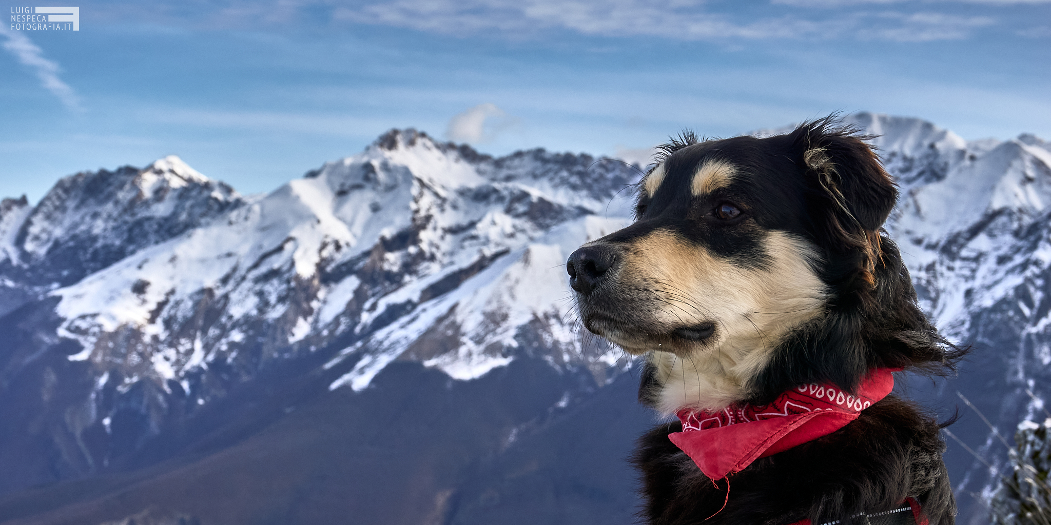 The Guinness dog at Gran Sasso
