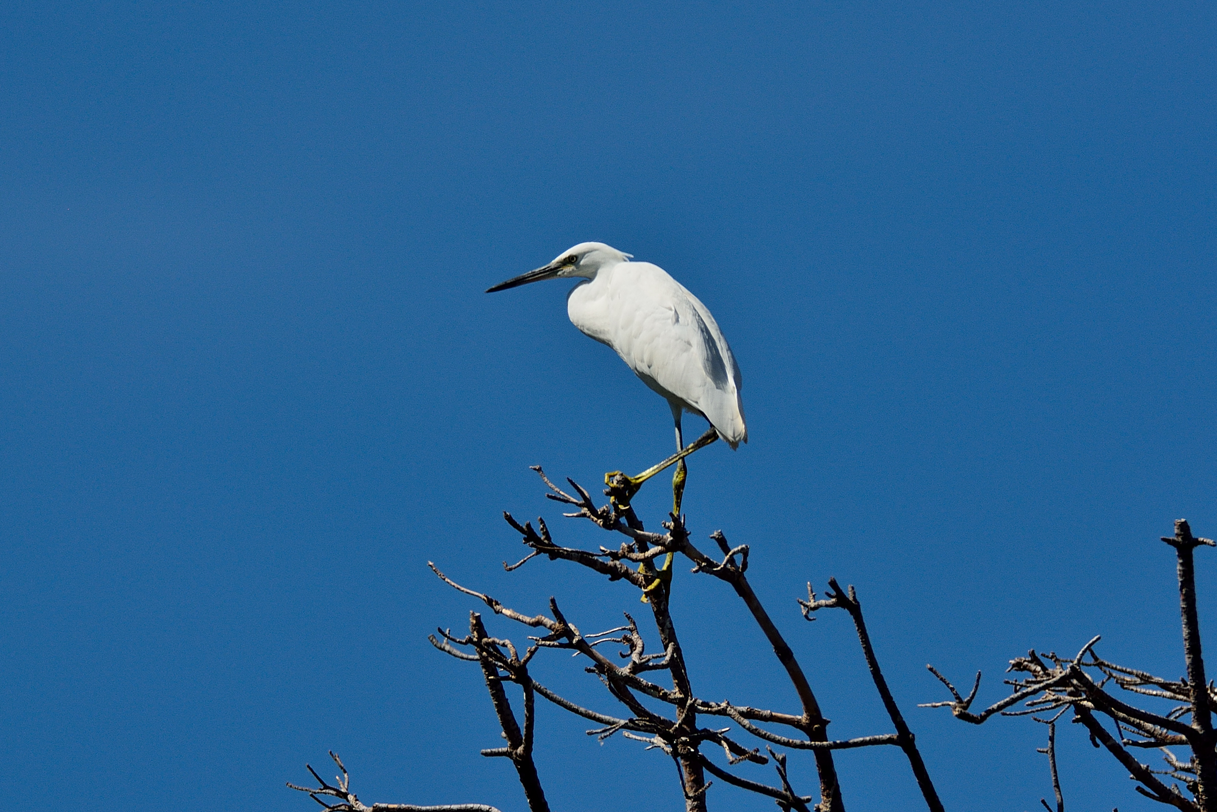 Egret
