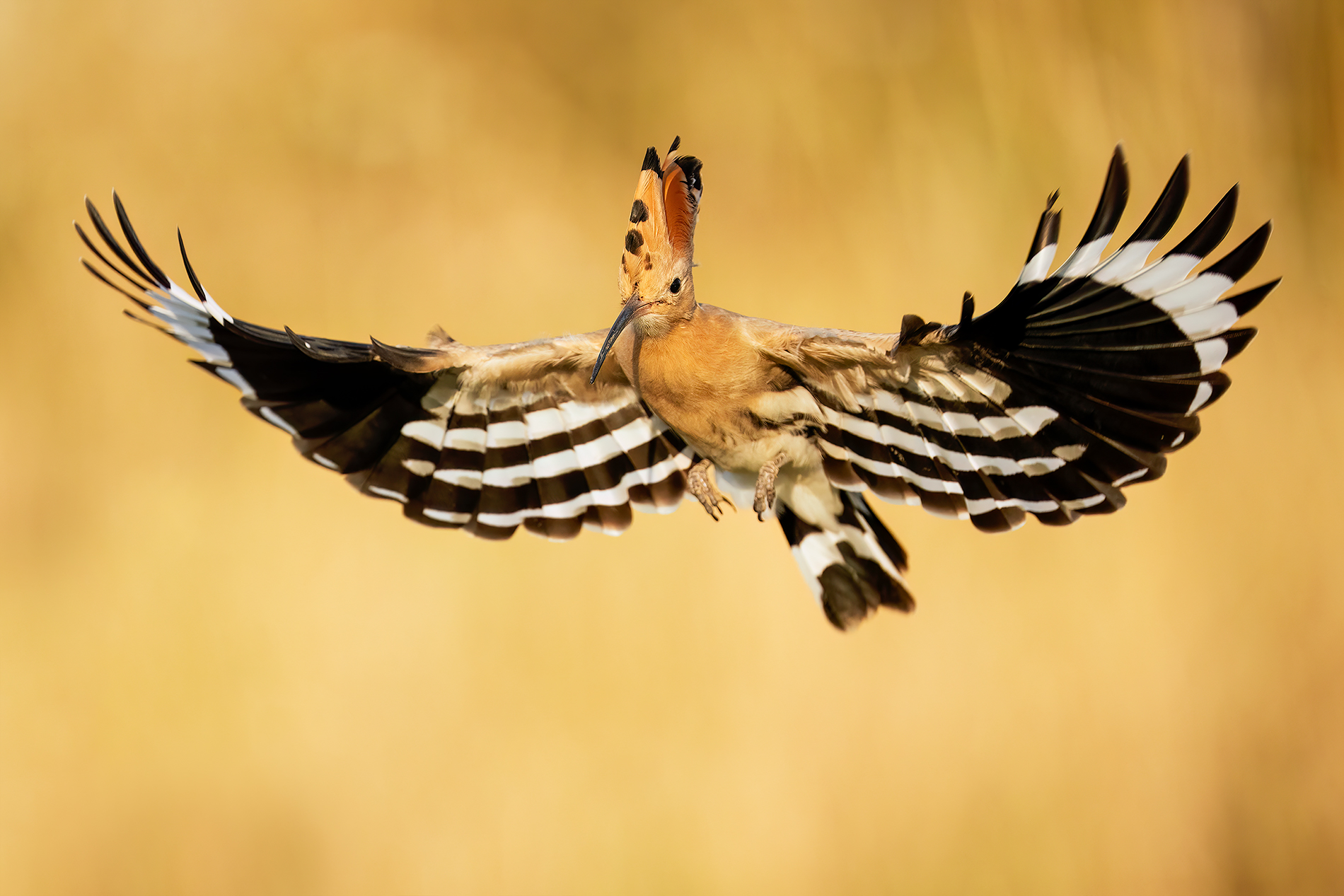 hoopoe