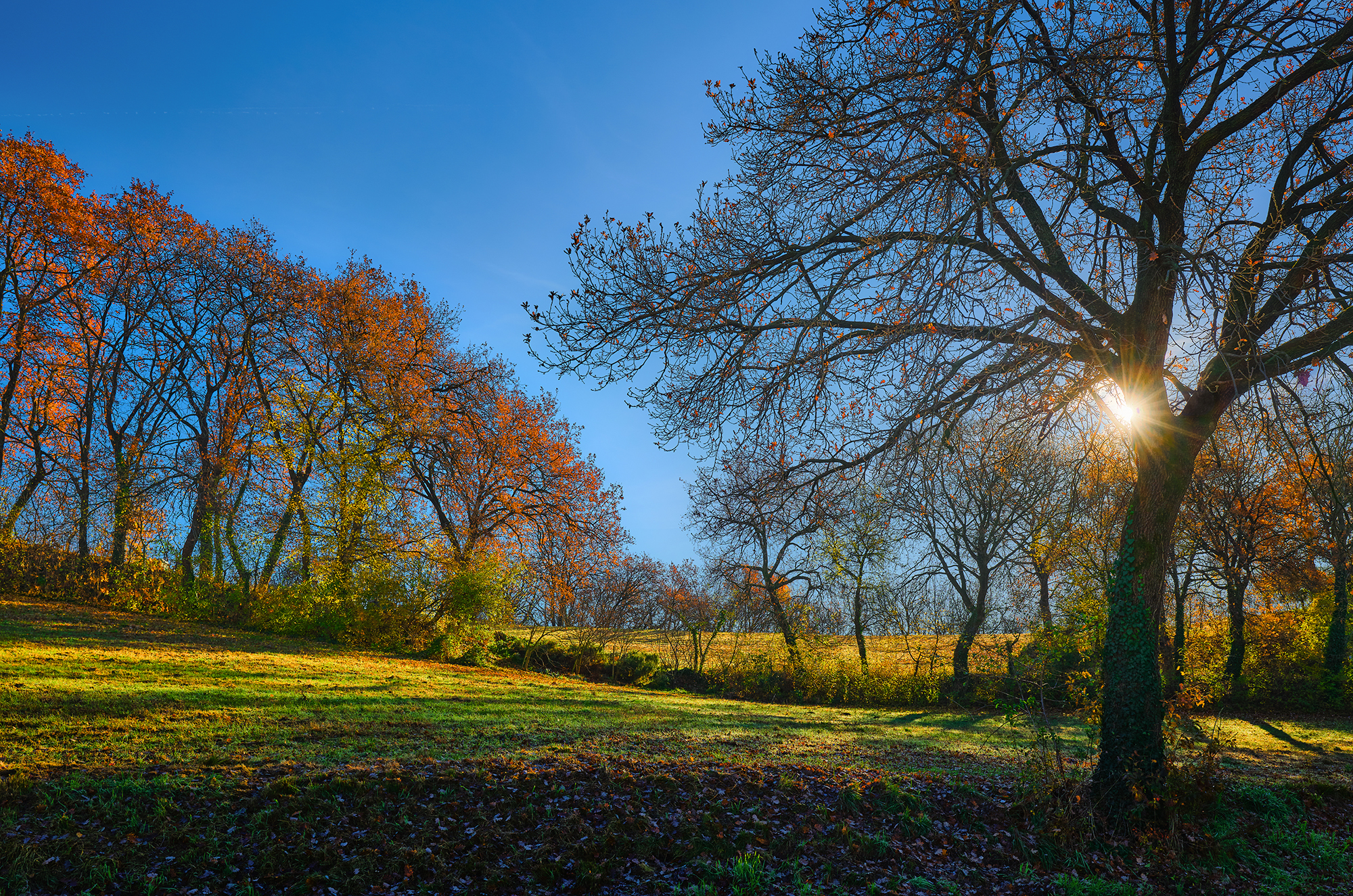 Last colors of autumn