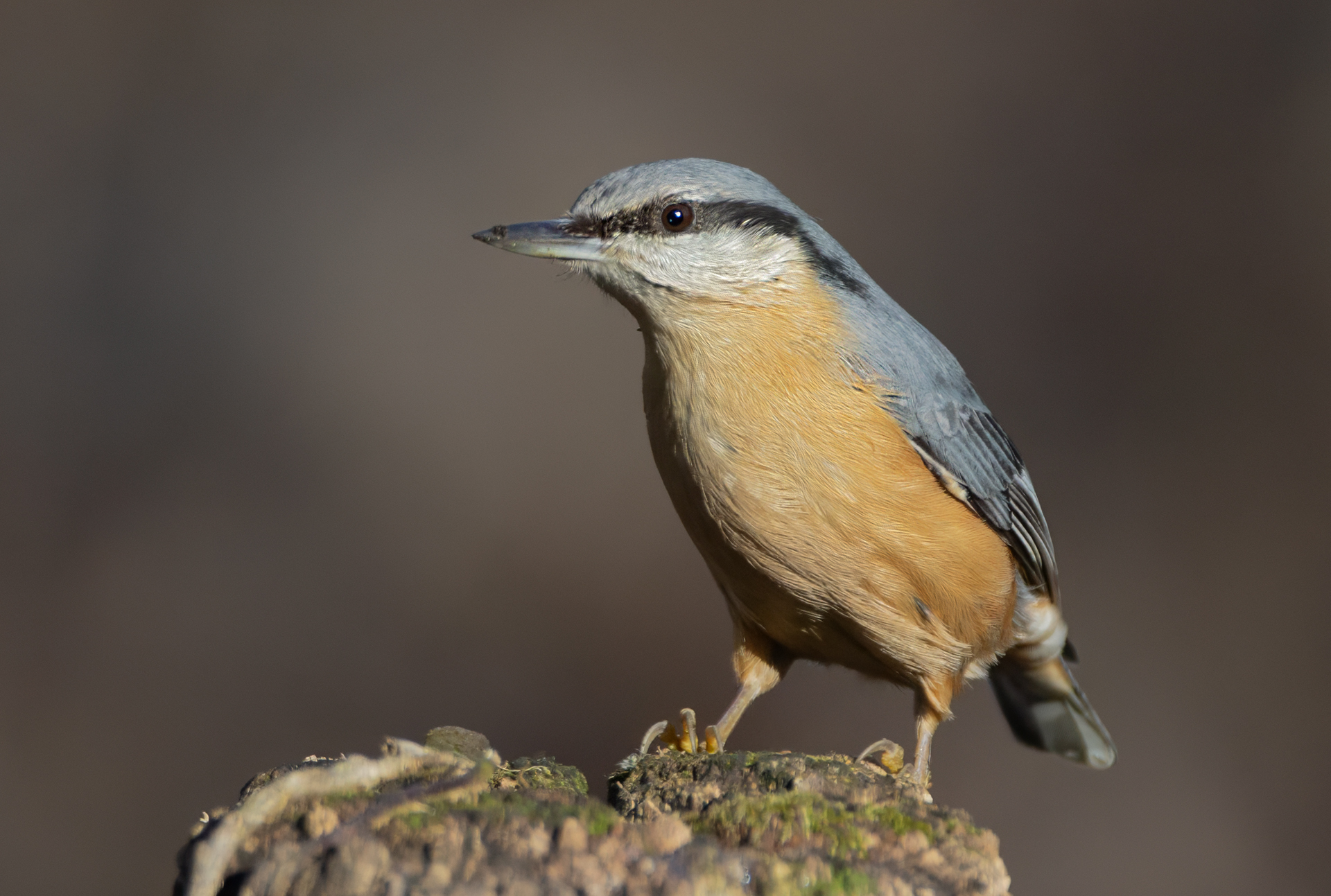 Picchio muratore (Sitta europaea)