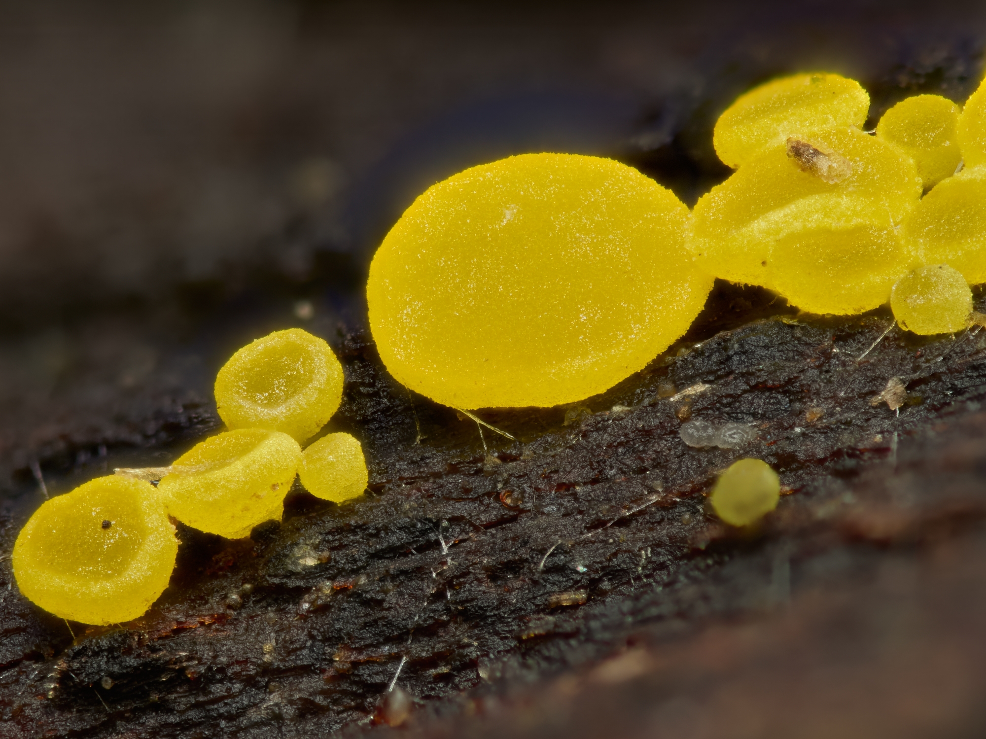 Leotiomycetes