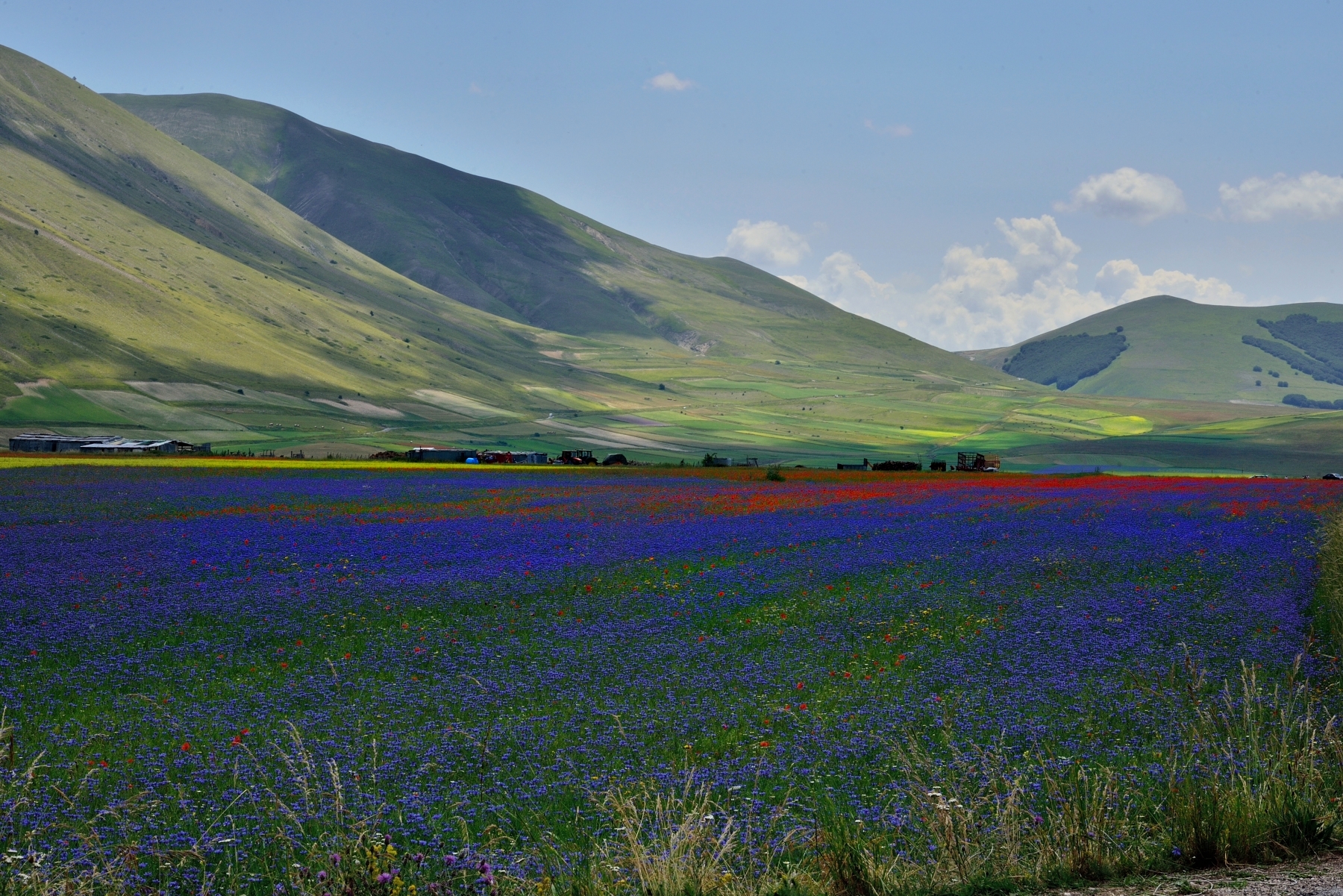 Piano Grande in fiore (Castelluccio di Norcia)