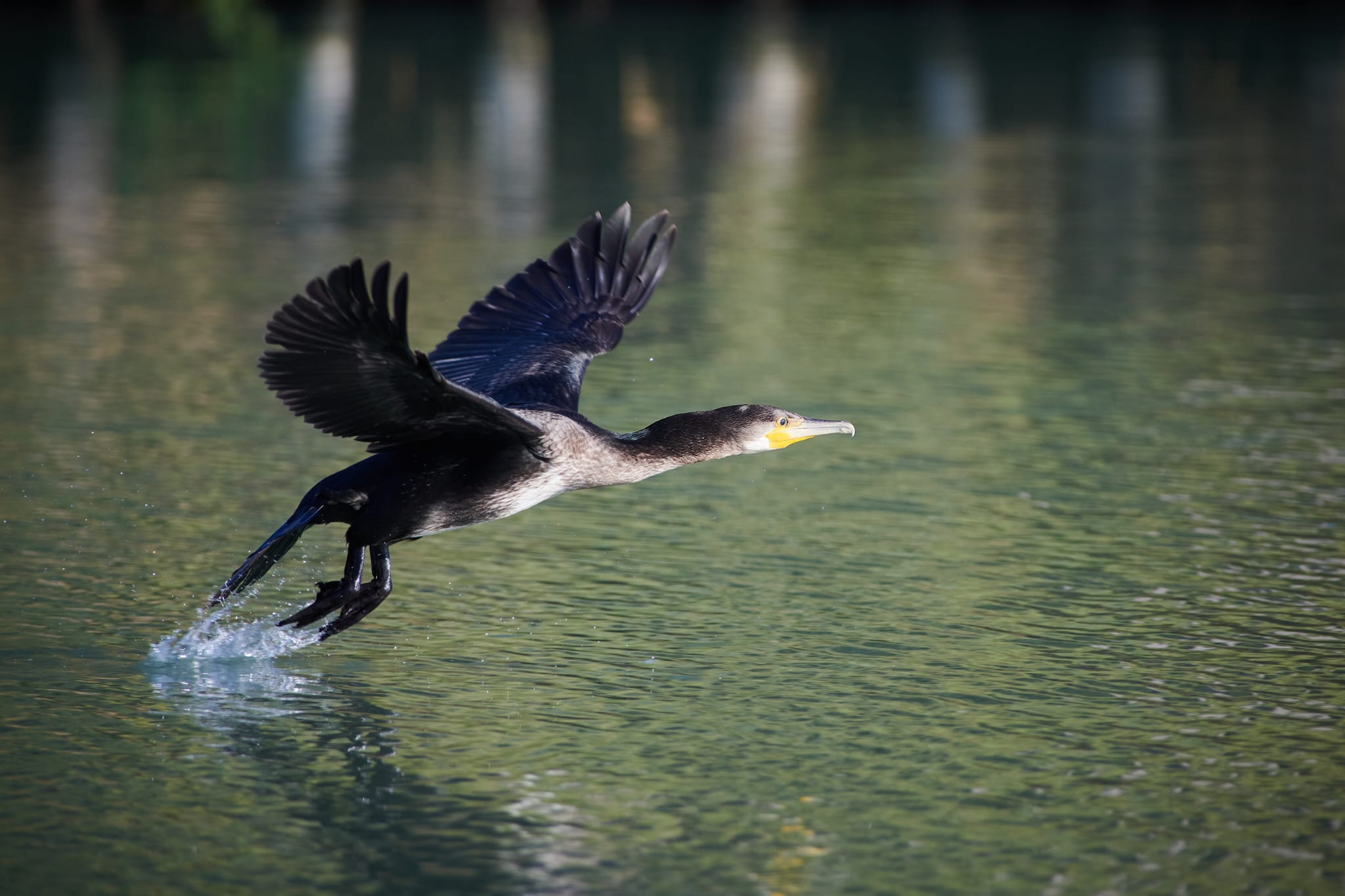 Cormorant departing :-)