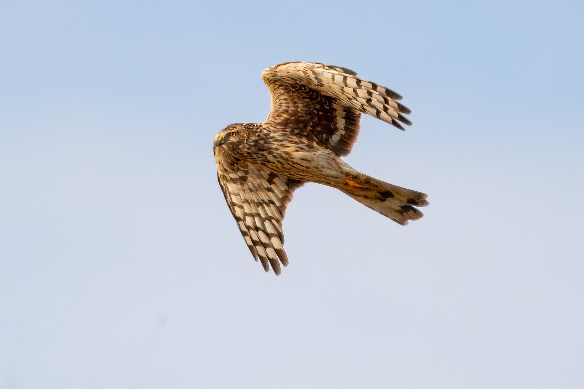 Hen Harrier (Circus cyaneus)