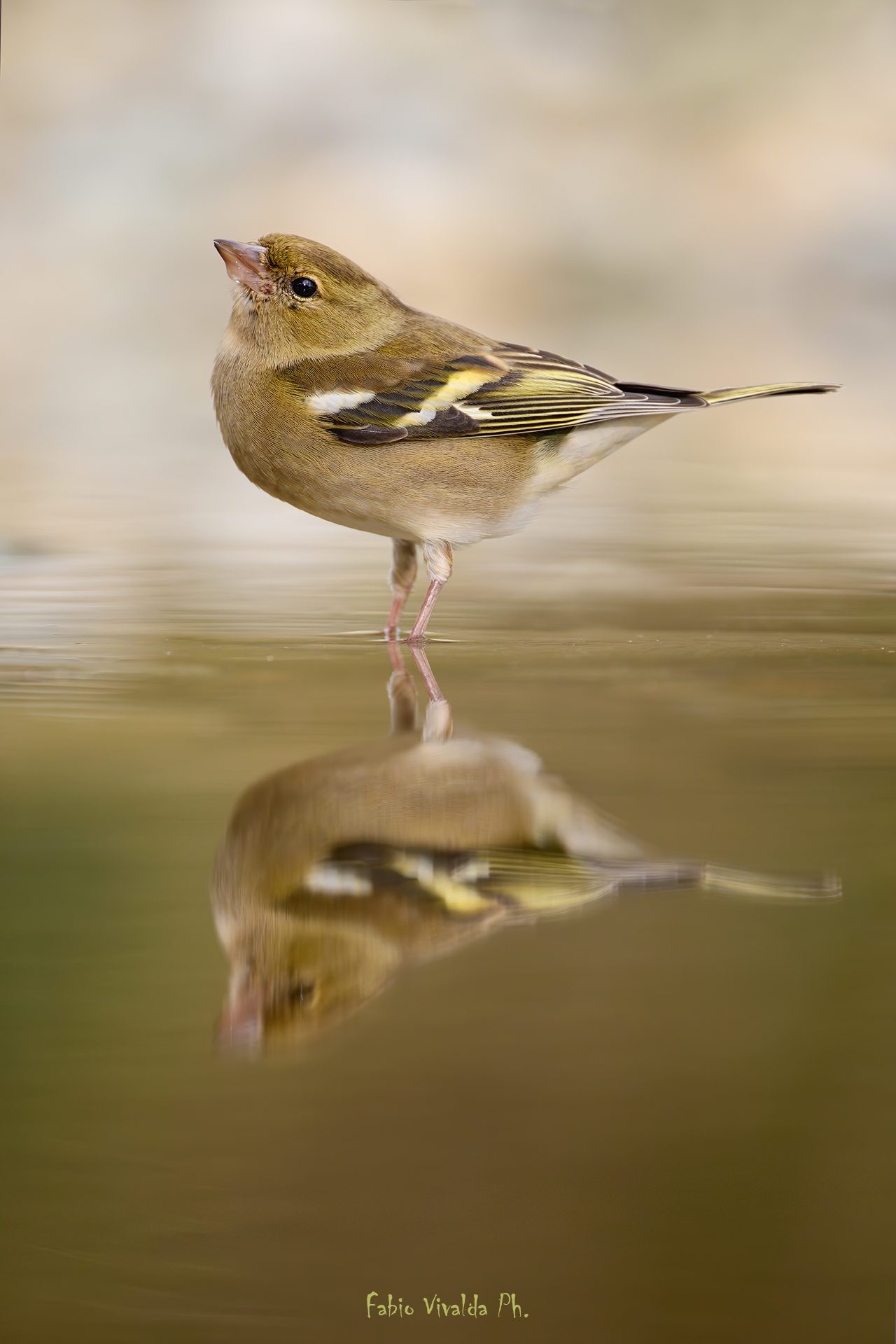 Fringuella allo specchio