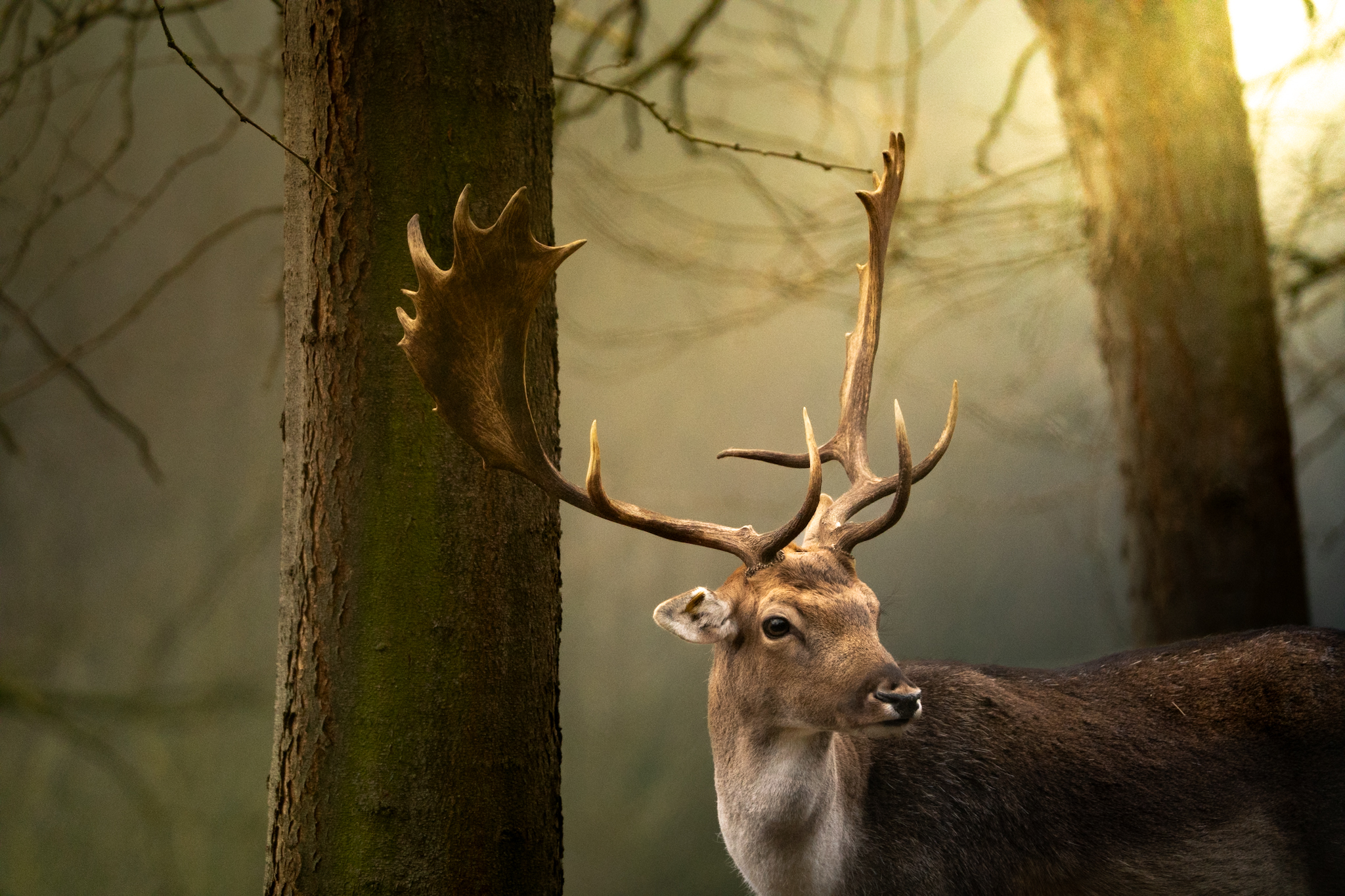 Fallow deer