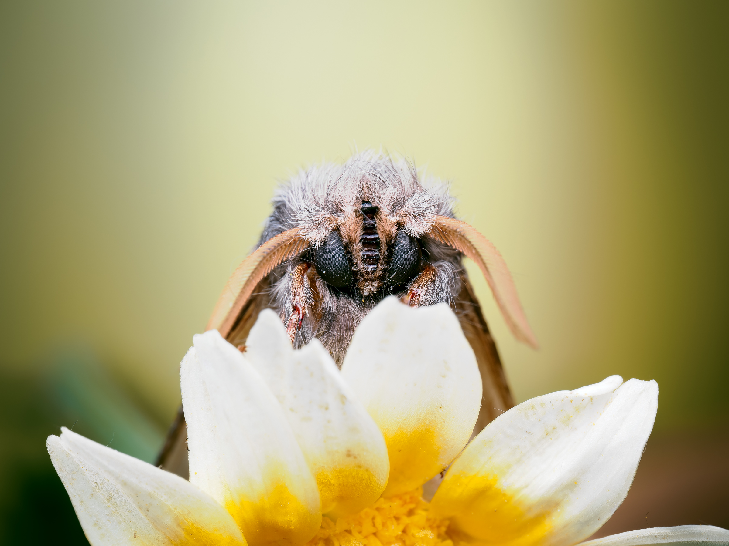 The guardian of the flower
