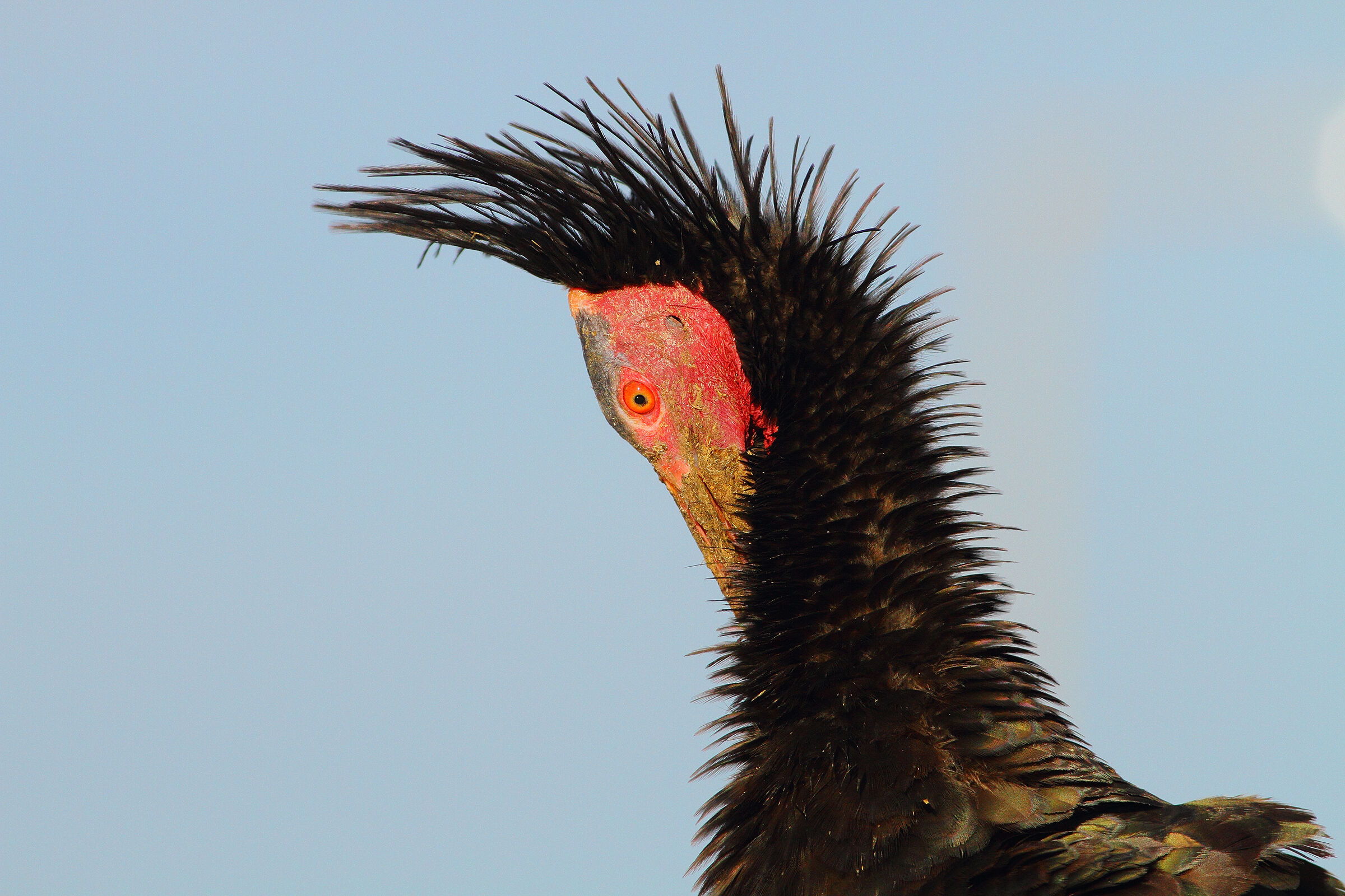 Ibis eremita.