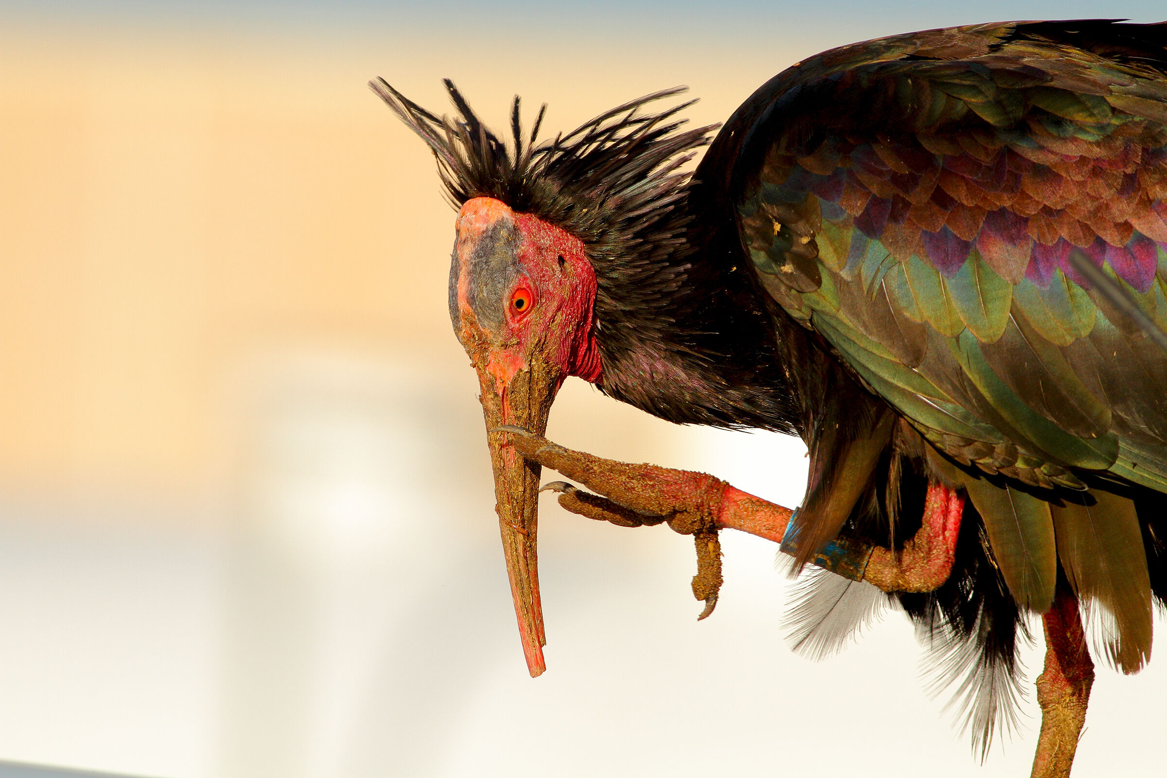 Ibis eremita.