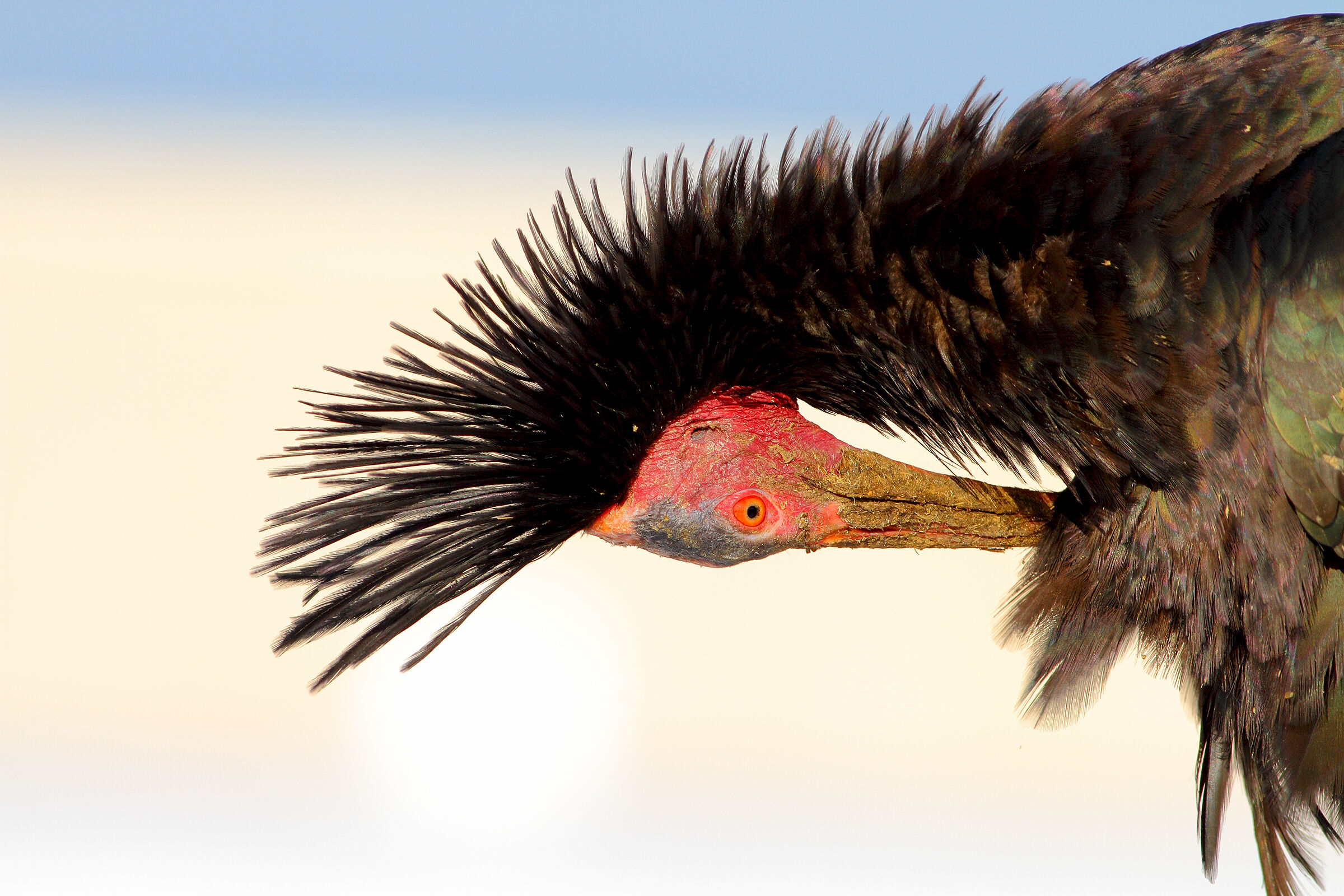 Northern Bald Ibis.