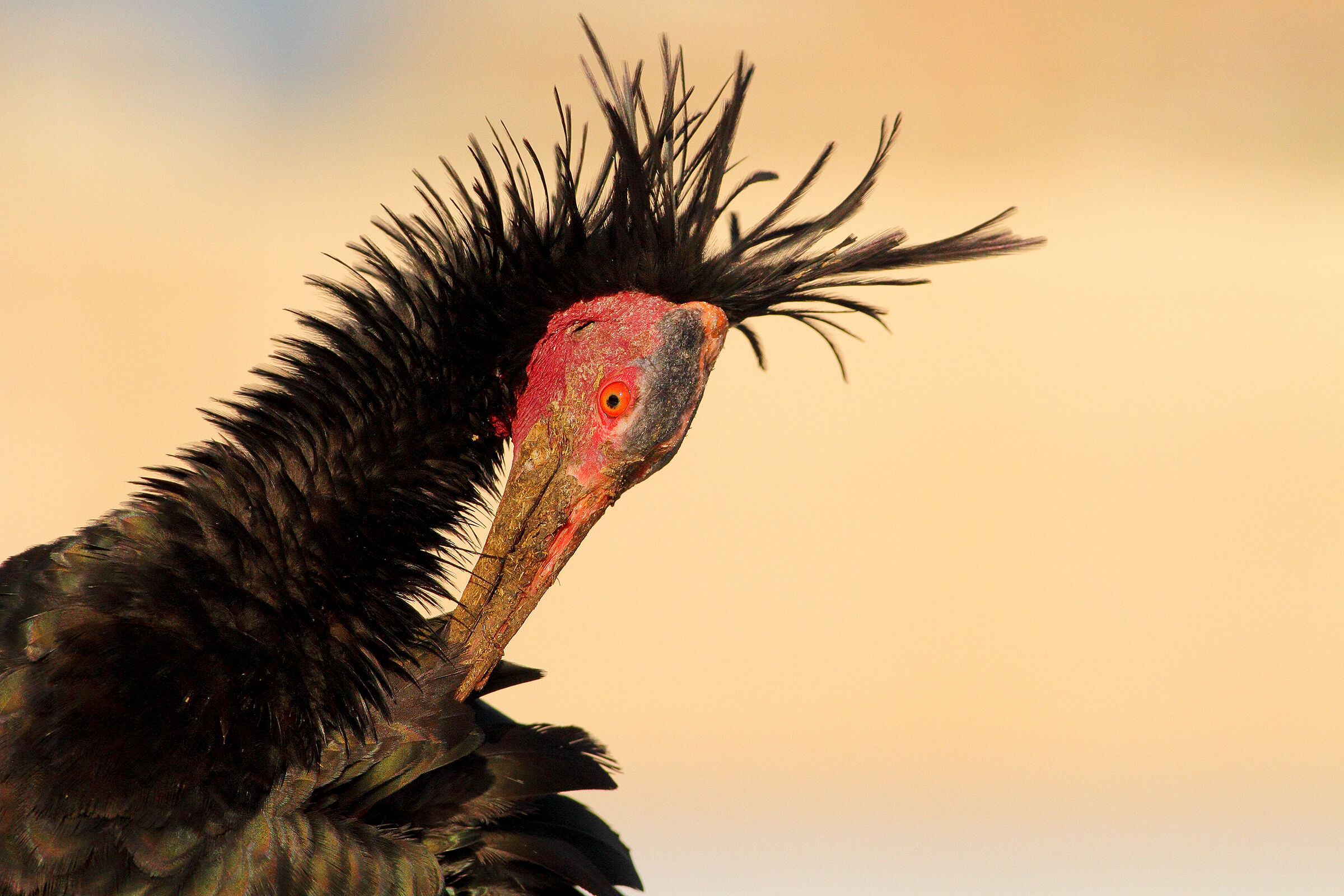 Ibis eremita.