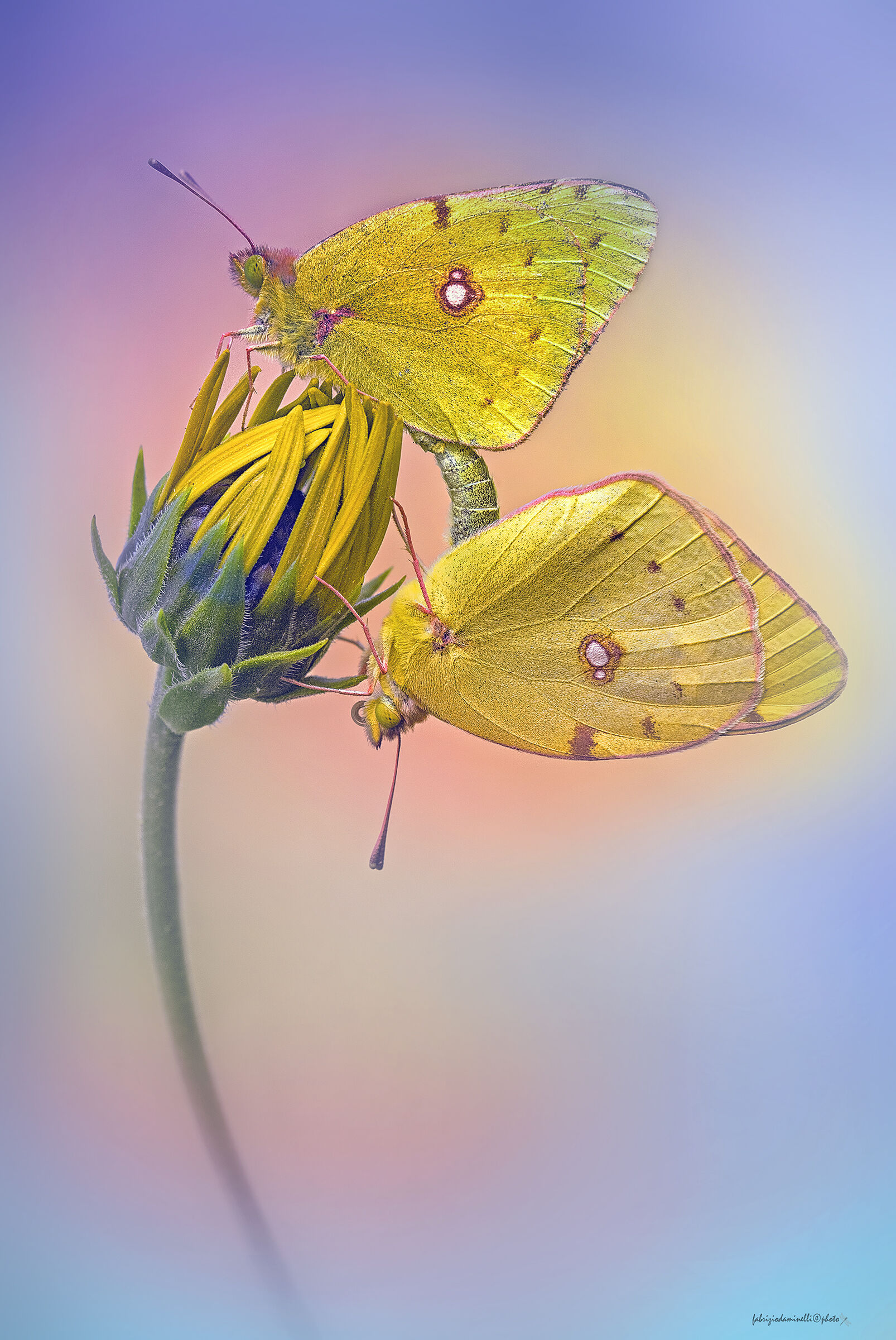 Colias croceus in love