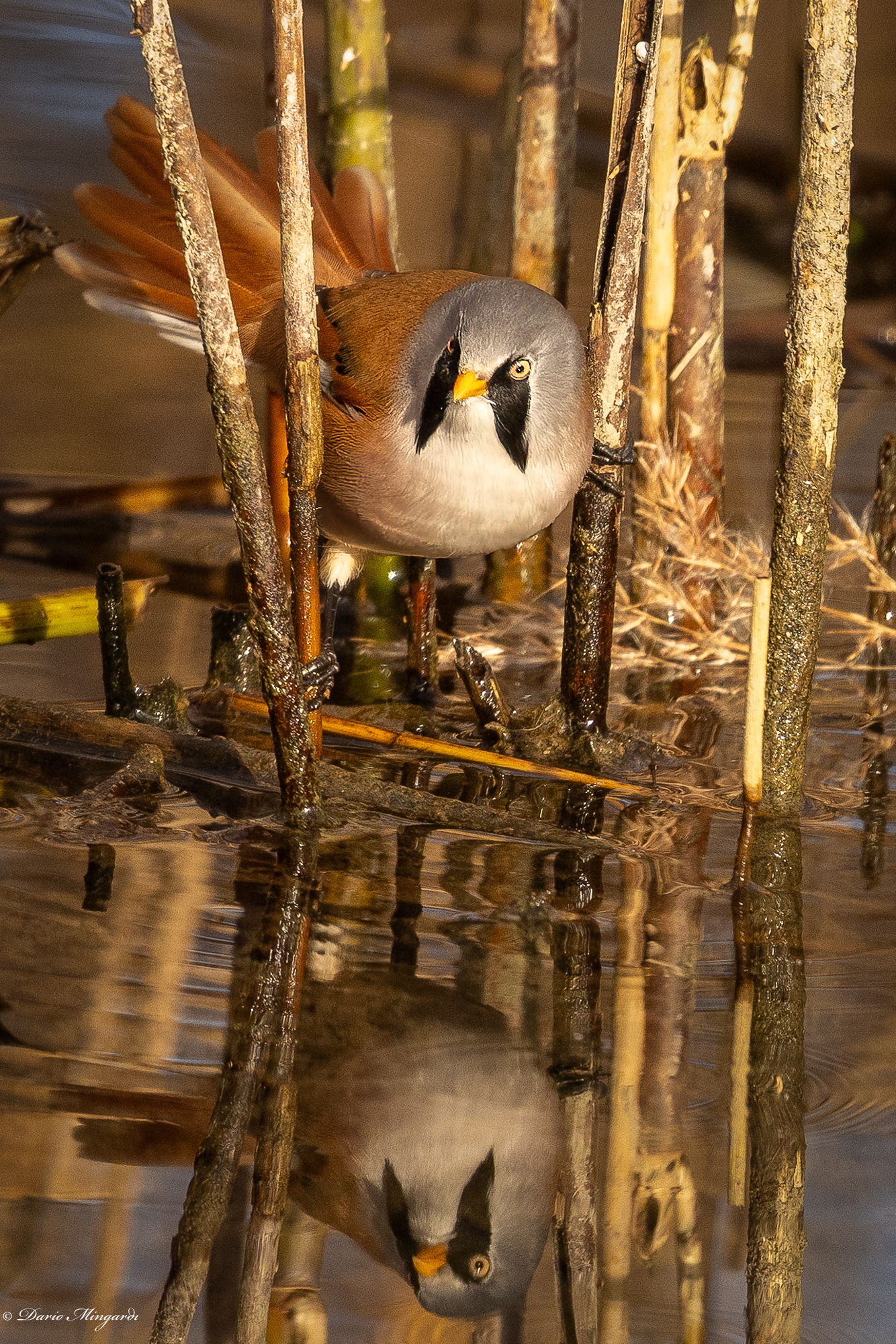 Basettino maschio allo specchio