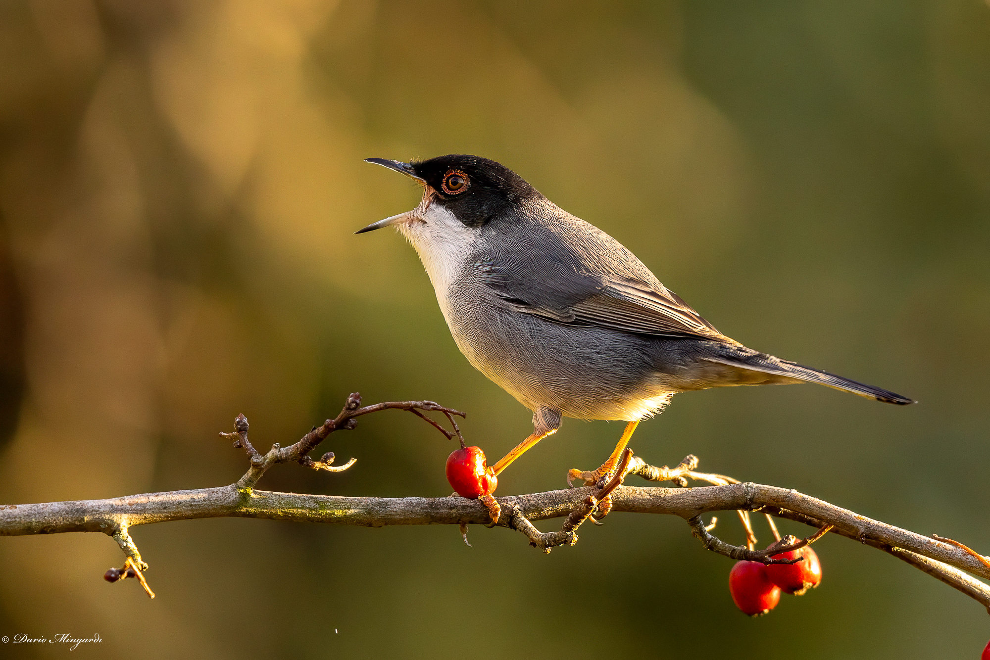 Male Warbler