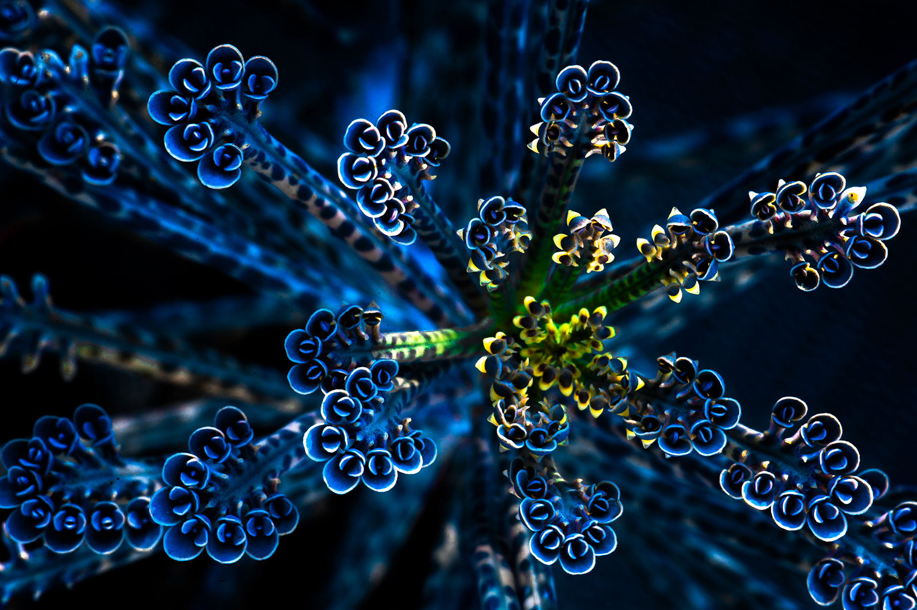 Fuochi d'artificio per Natale