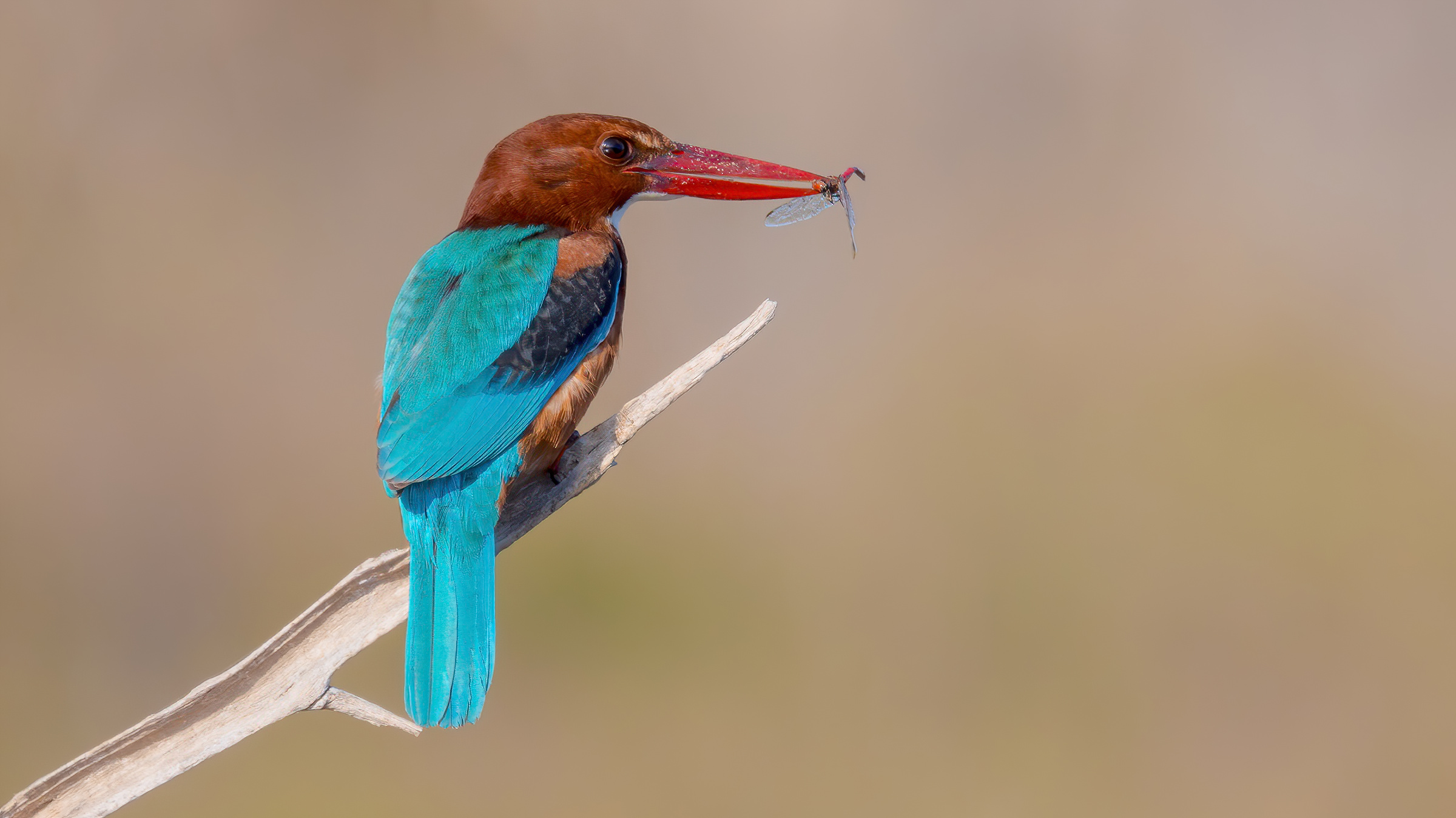white-throated kingfisher