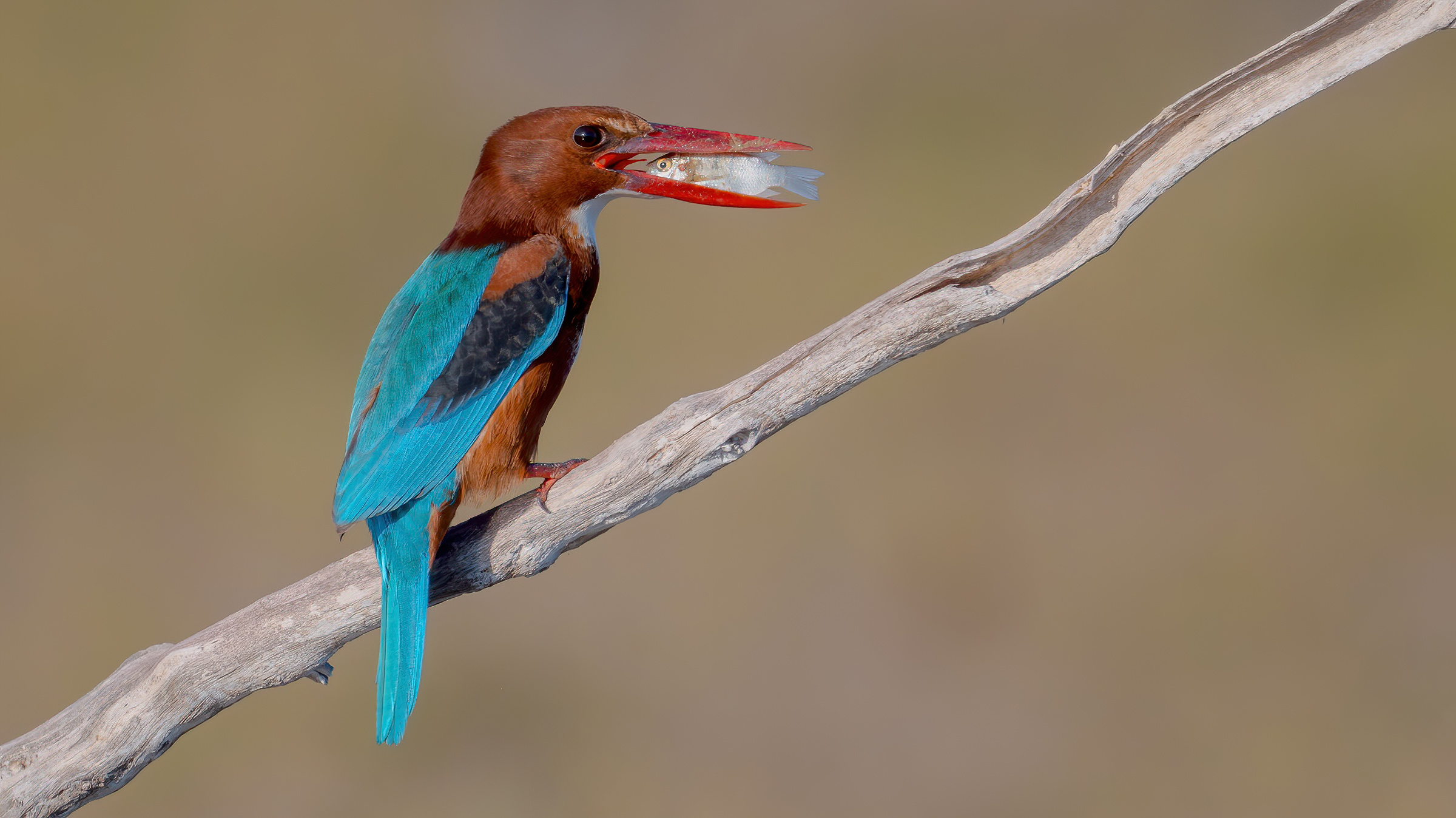 Martin pescatore dalla gola bianca