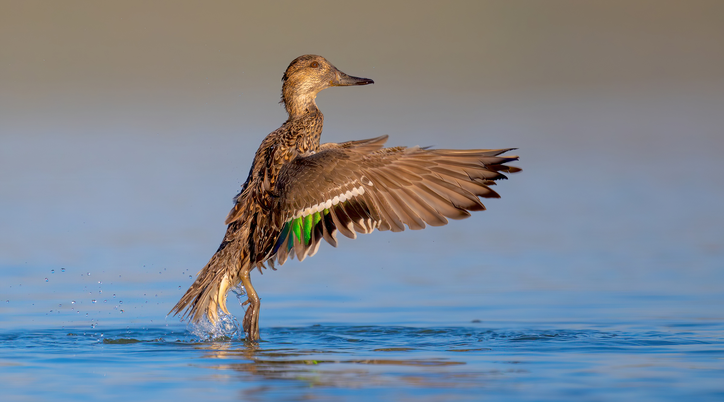 Eurasian teal