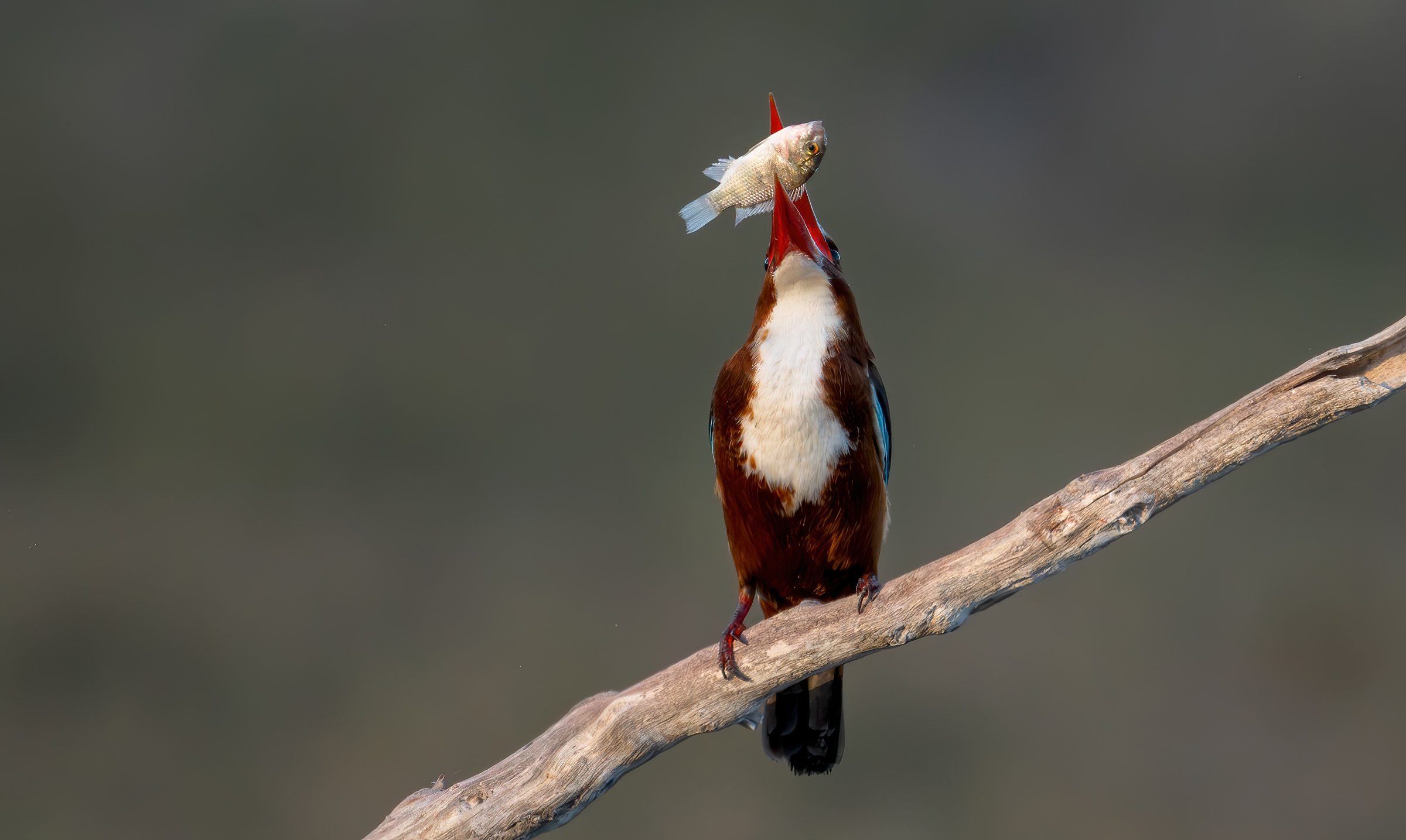 white-throated kingfisher