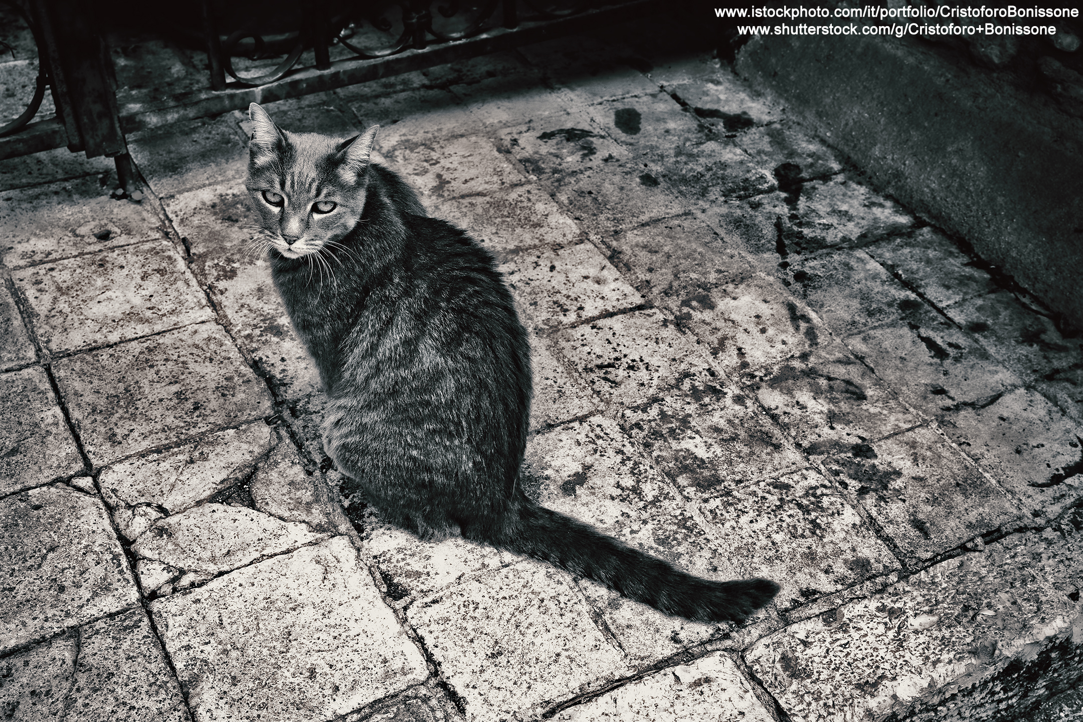 A black and white cat