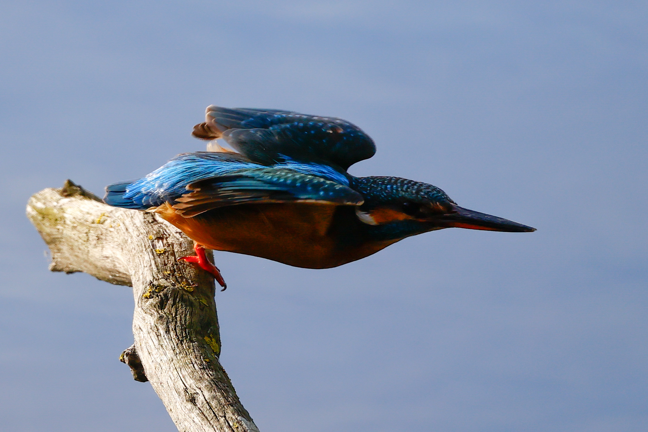 Kingfisher