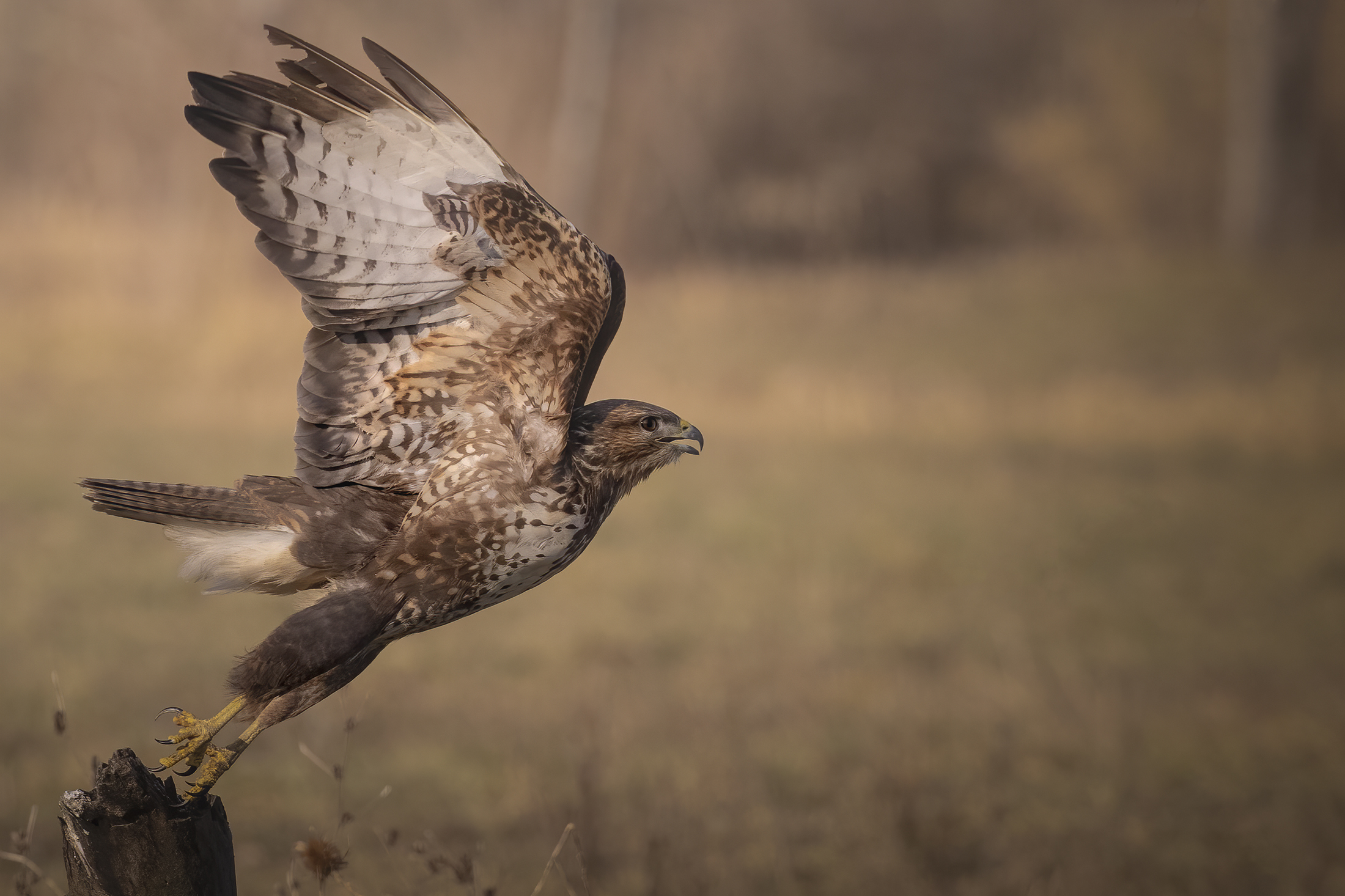 Departing buzzard