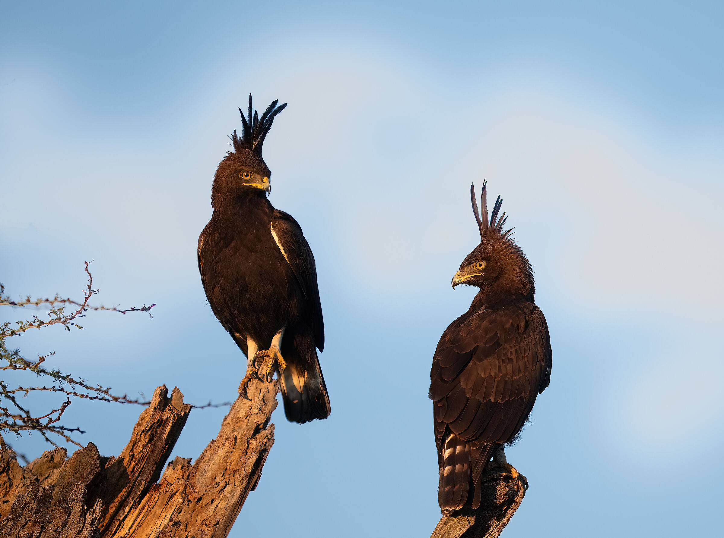 crested eagle (Lophaetus occipitalis)