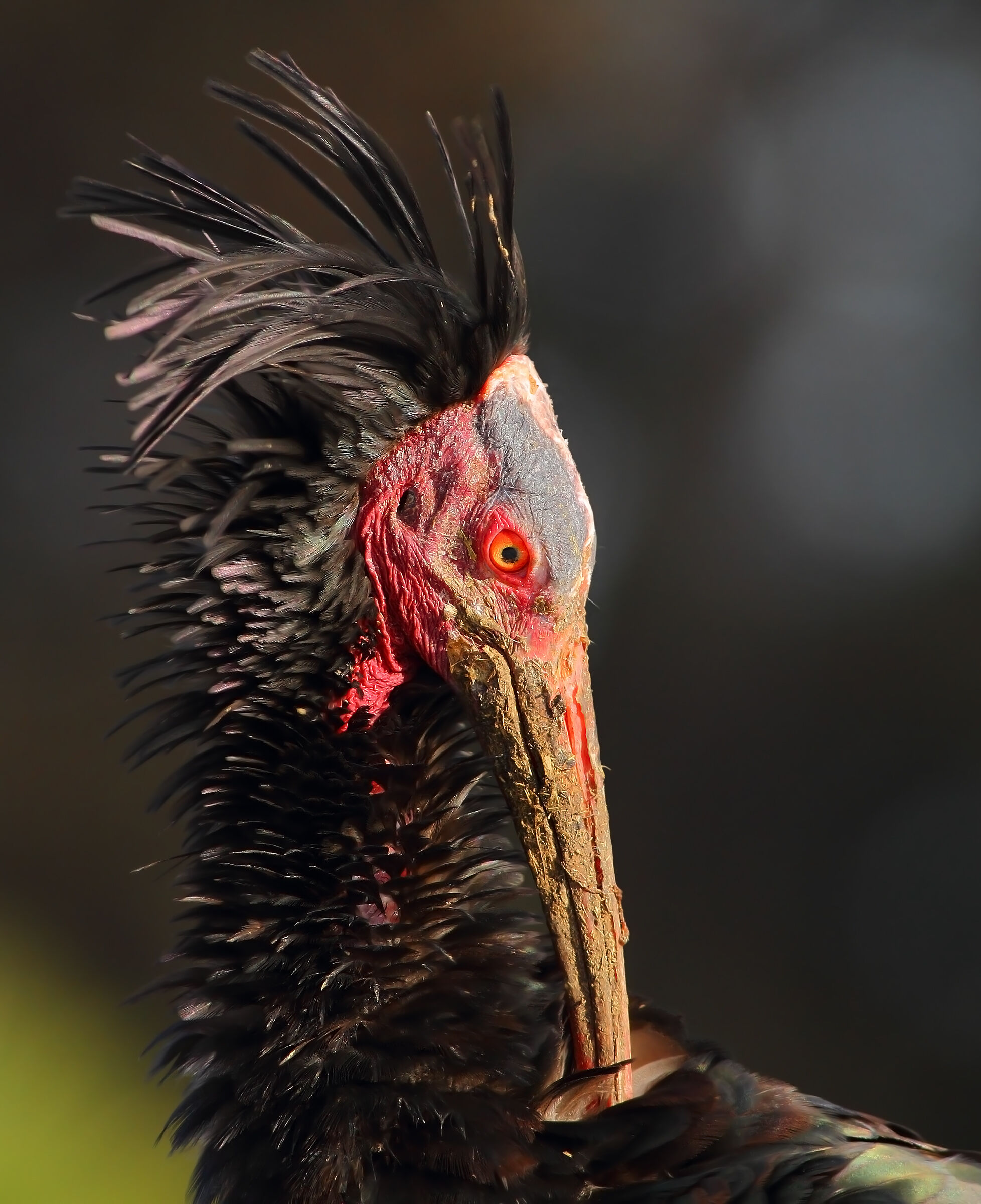 Ibis eremita.