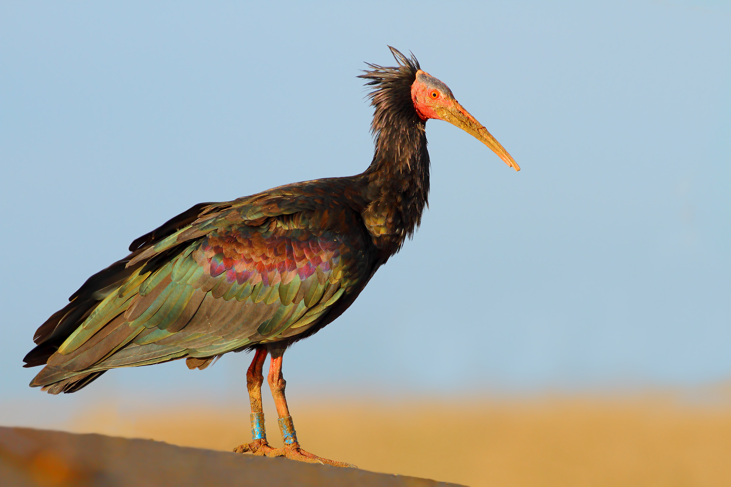 Ibis eremita.