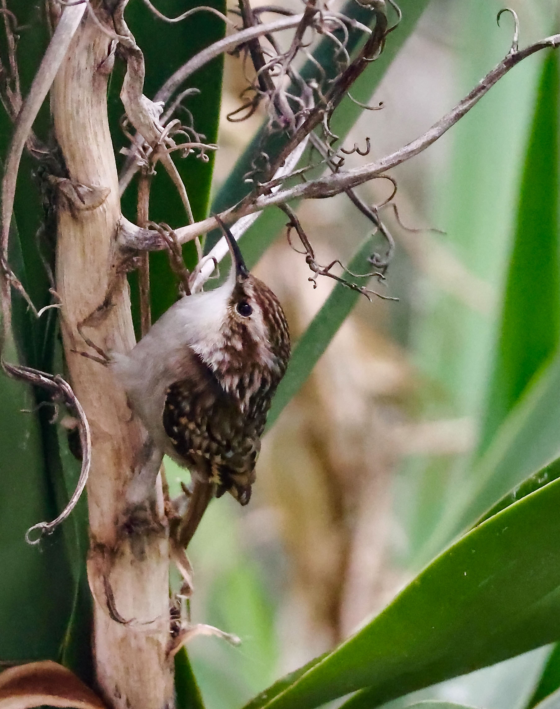 The Treecreeper