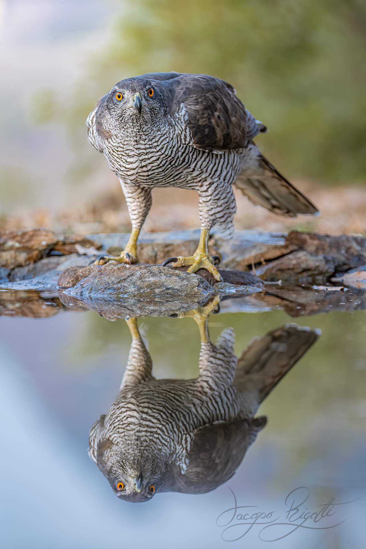Goshawk in the mirror