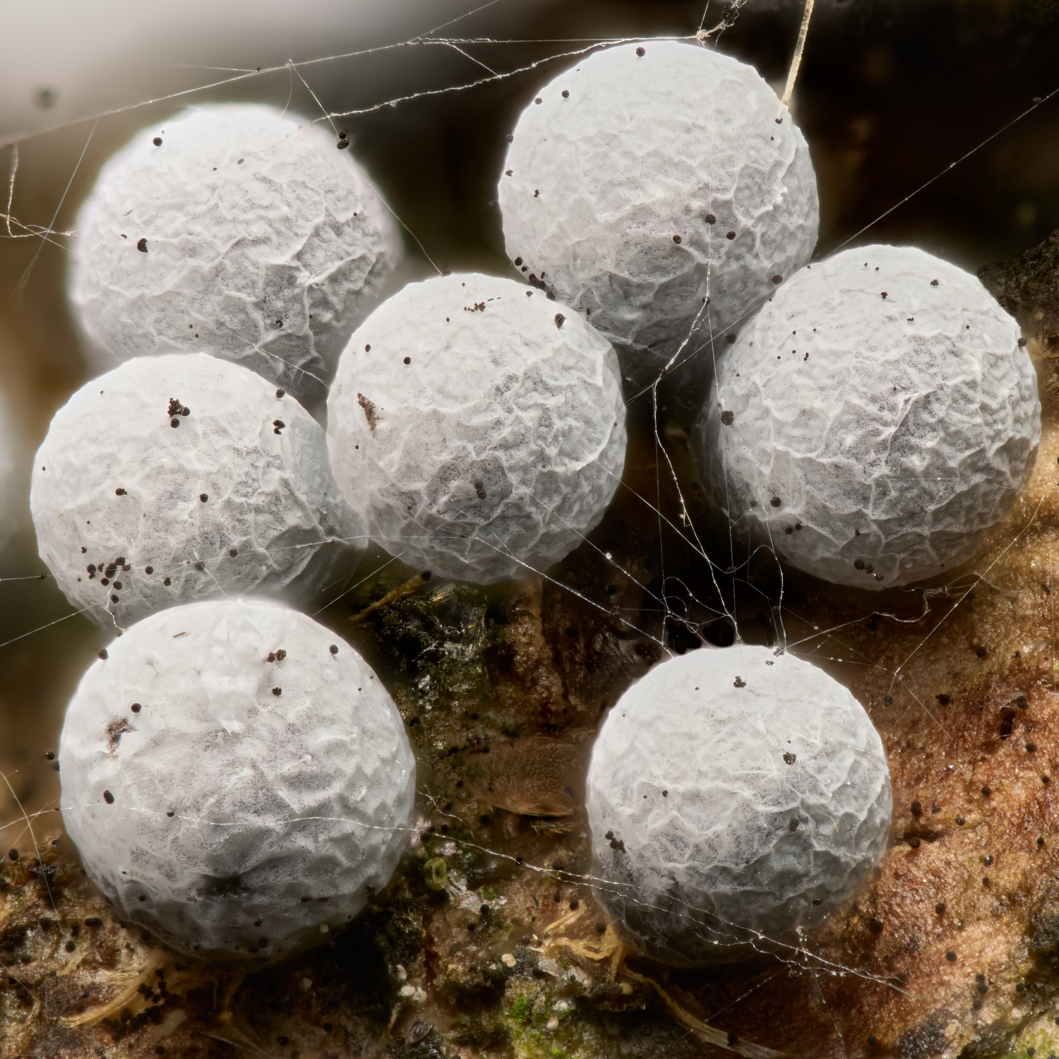 Didydium sp. Slime molds.