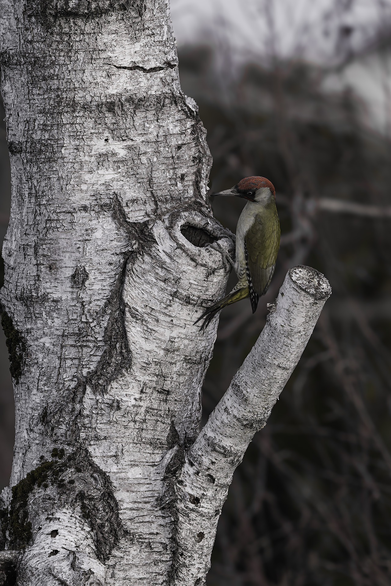 Return to the Hotel (Woodpecker Dormitory)