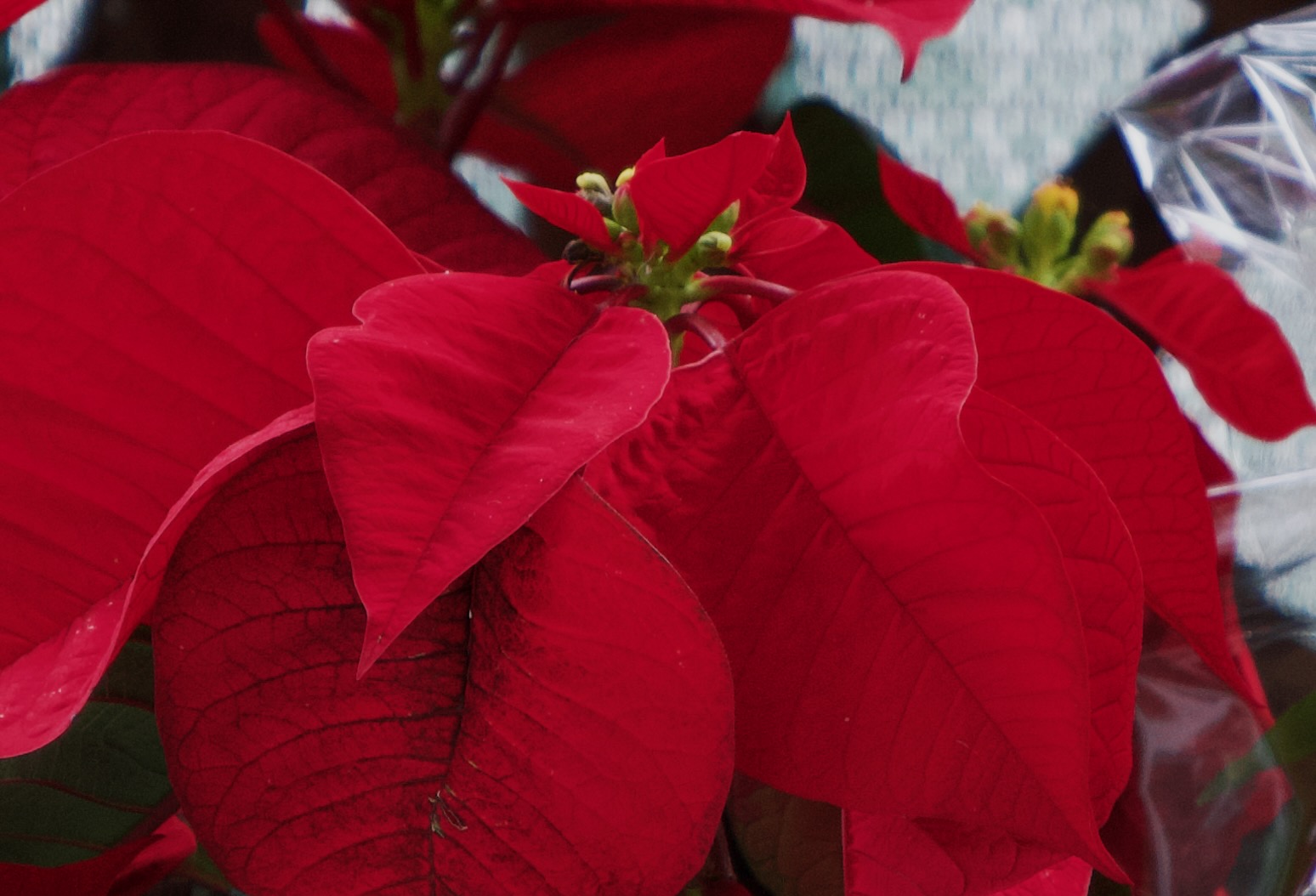Poinsettia 2