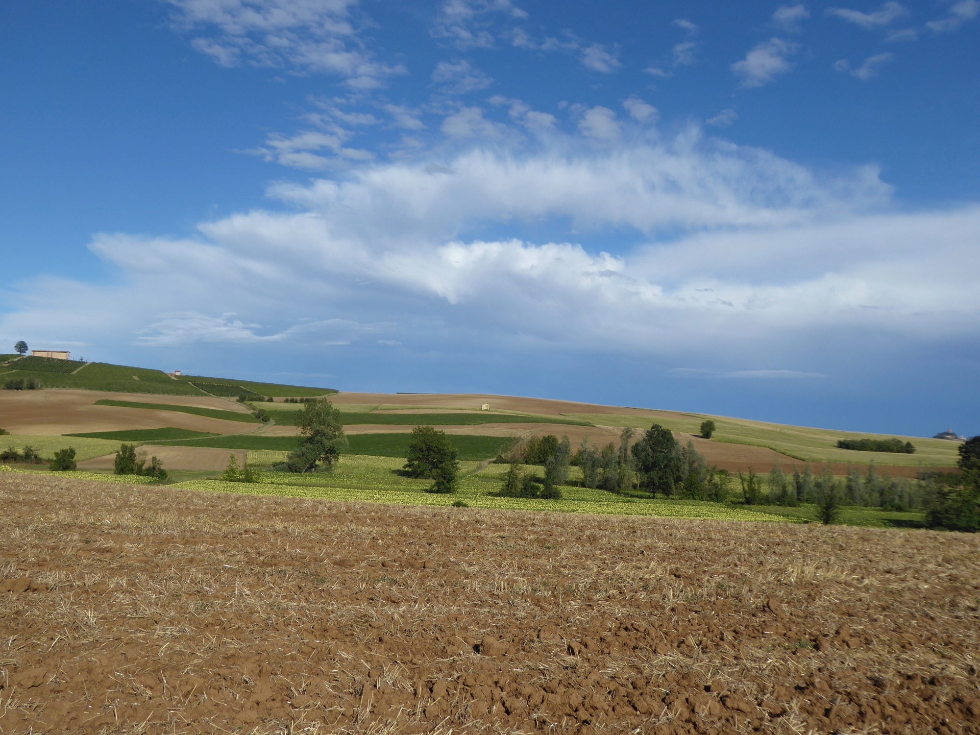 Colline del Monferrato in Agosto