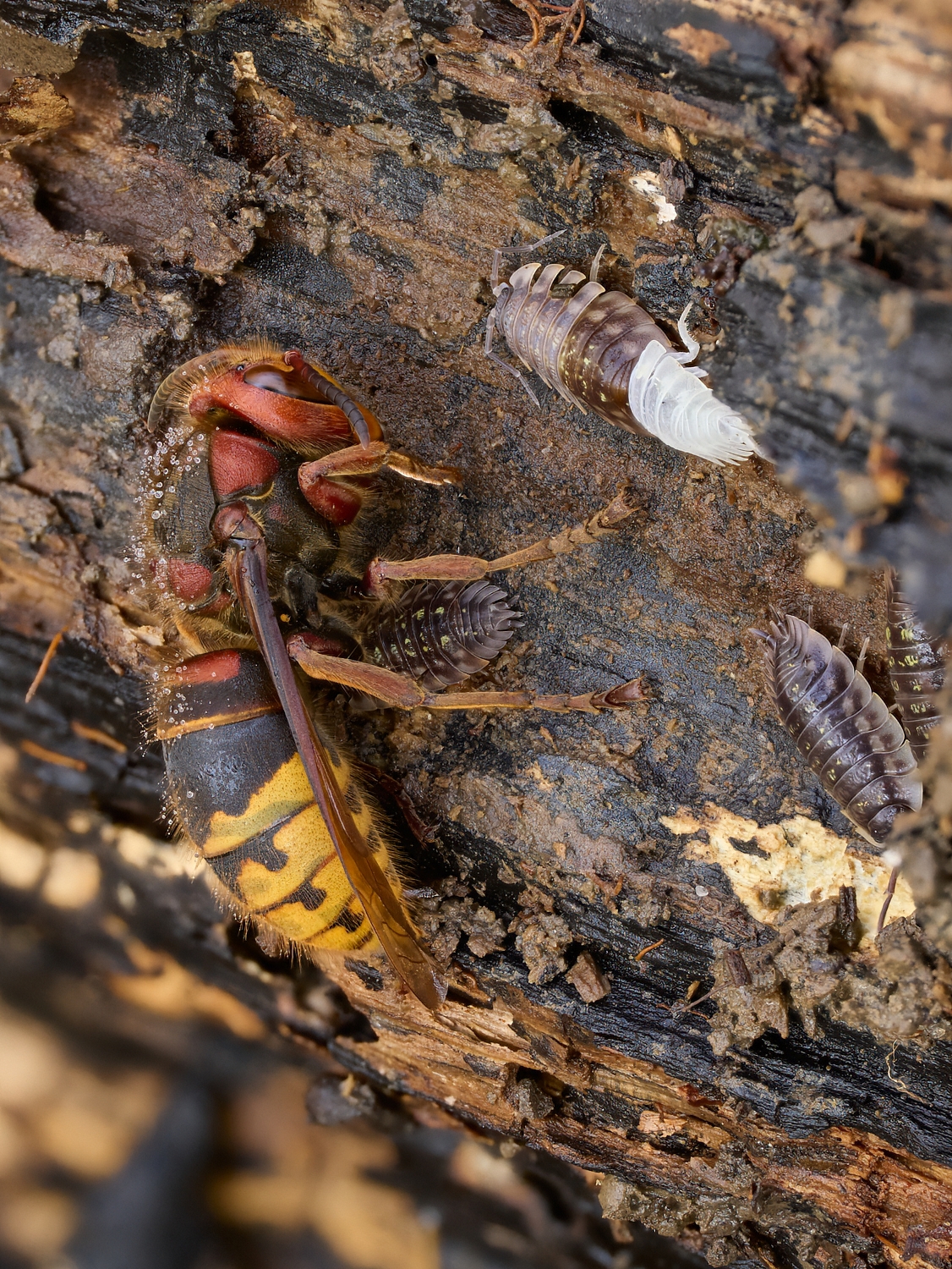 Vespa crabro