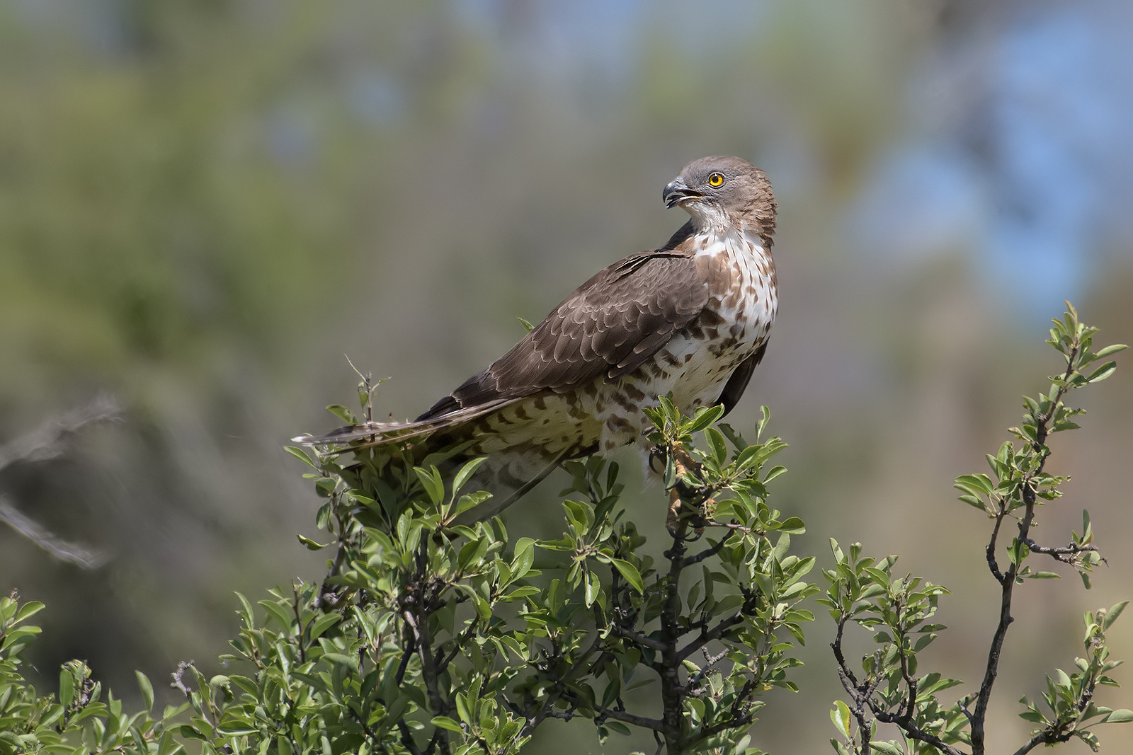 Honey buzzard.