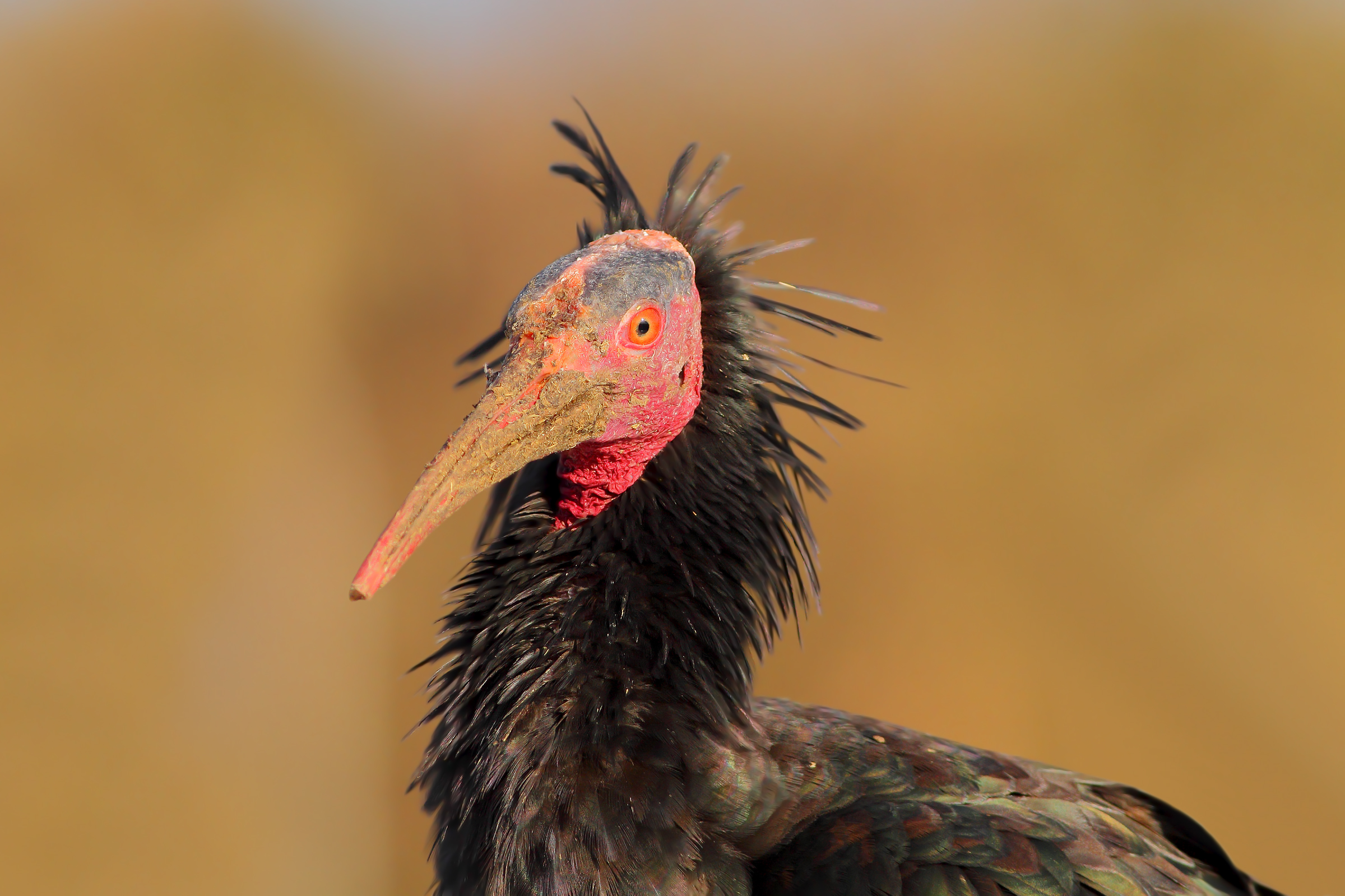 Ibis eremita.