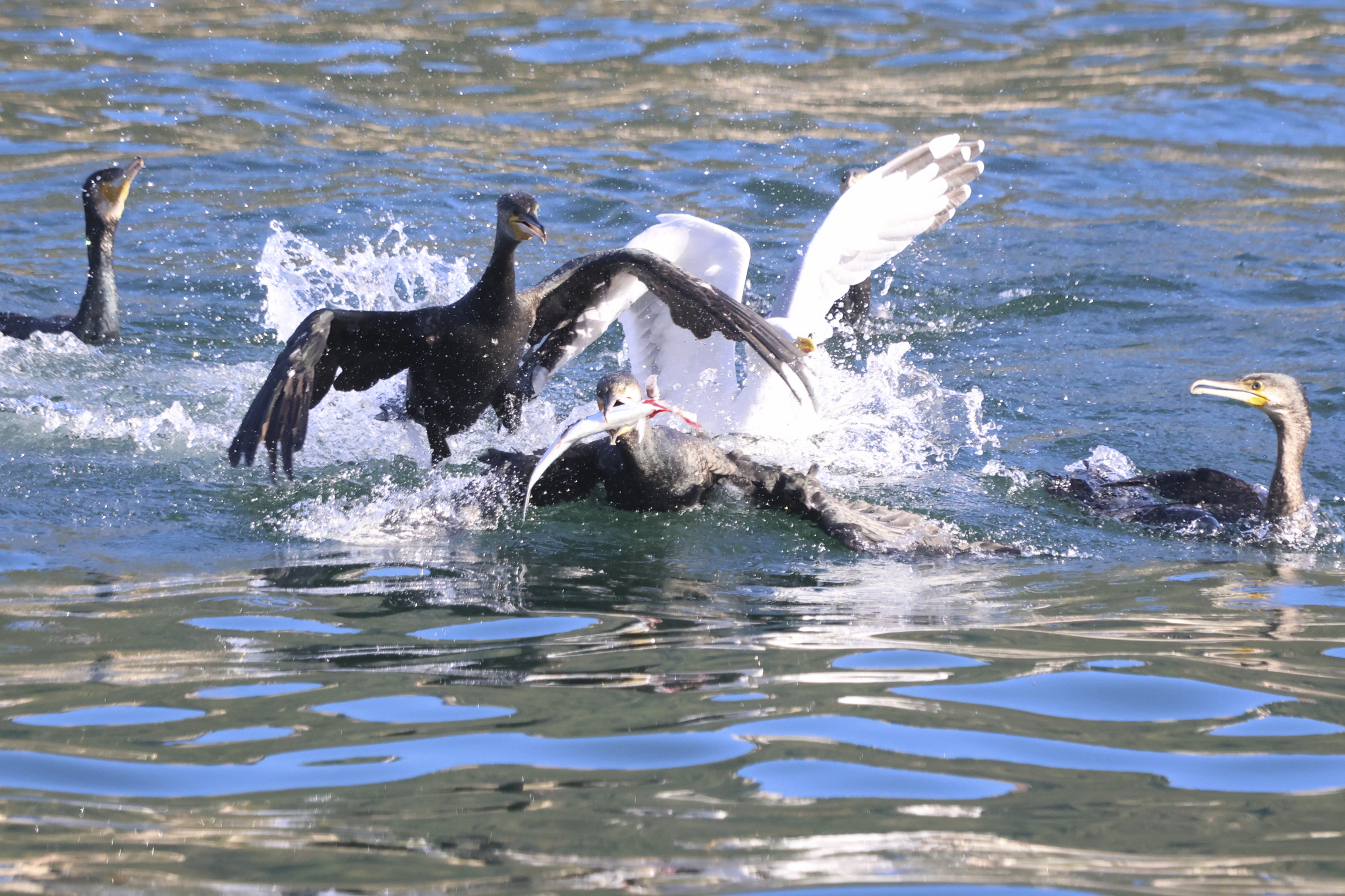 Lotta per il pescato...