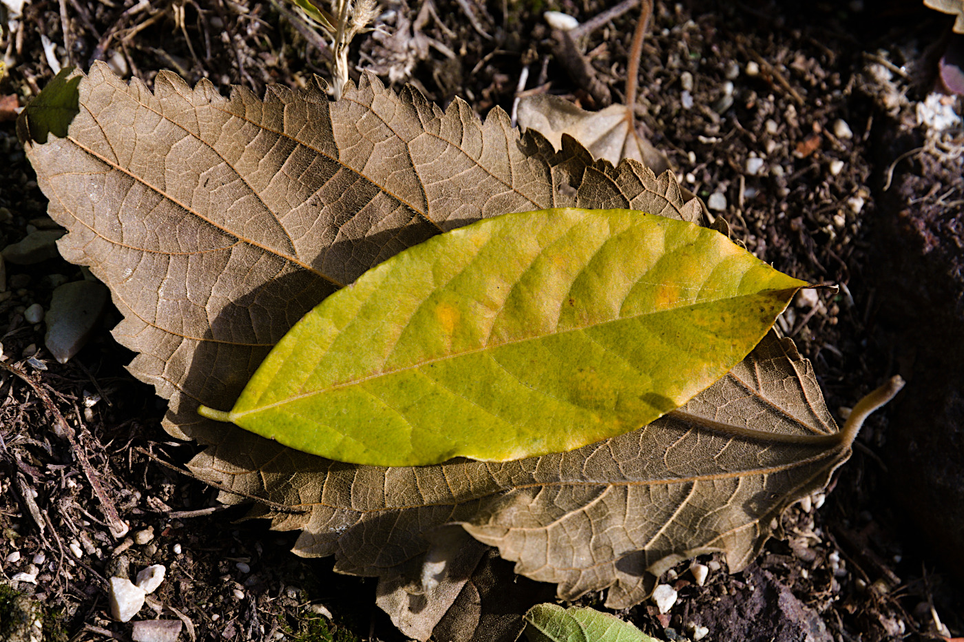 Autunno
