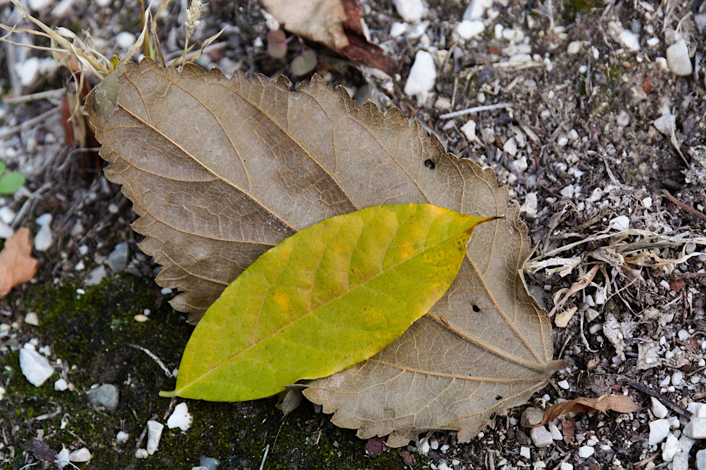 Autunno
