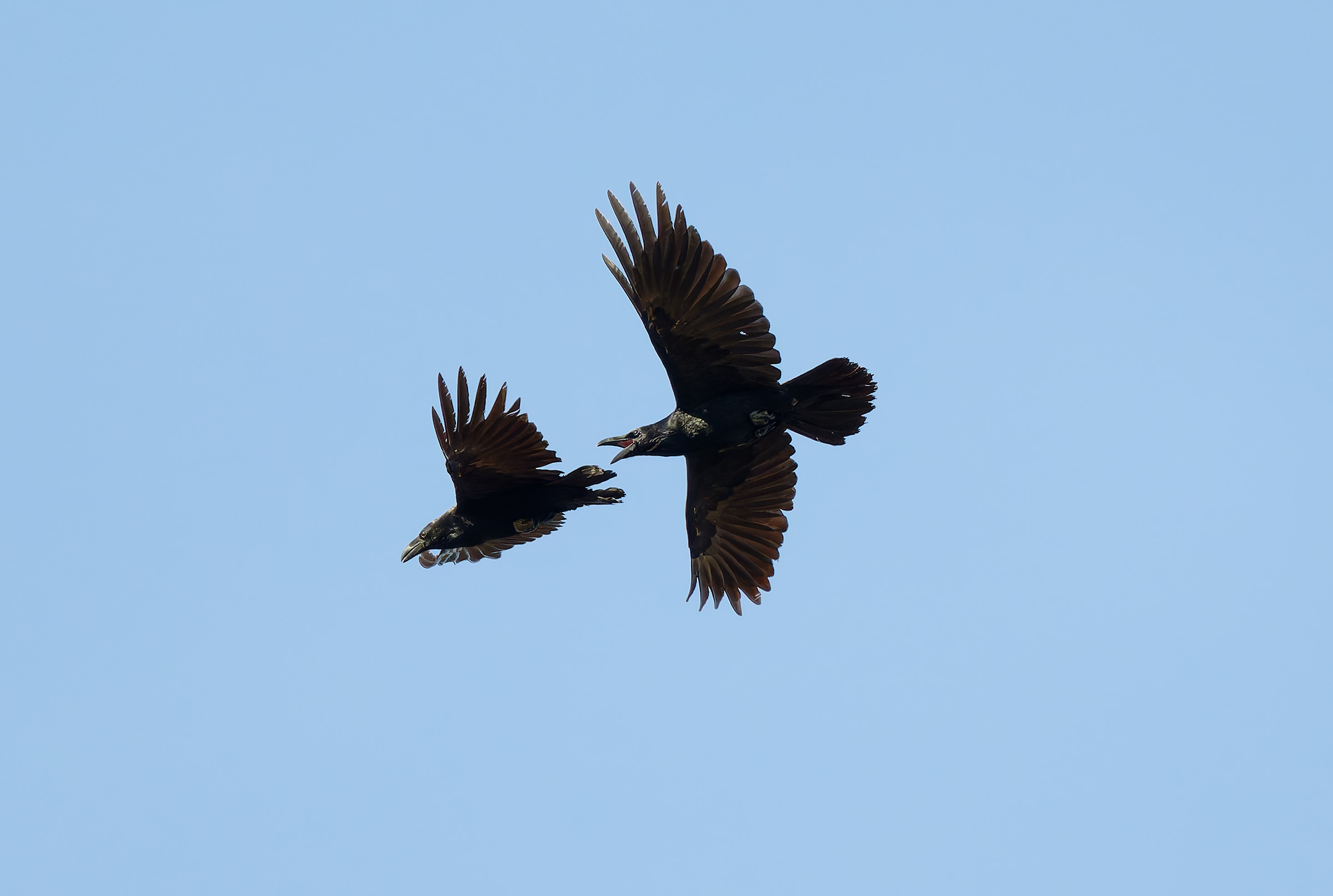 Ravens