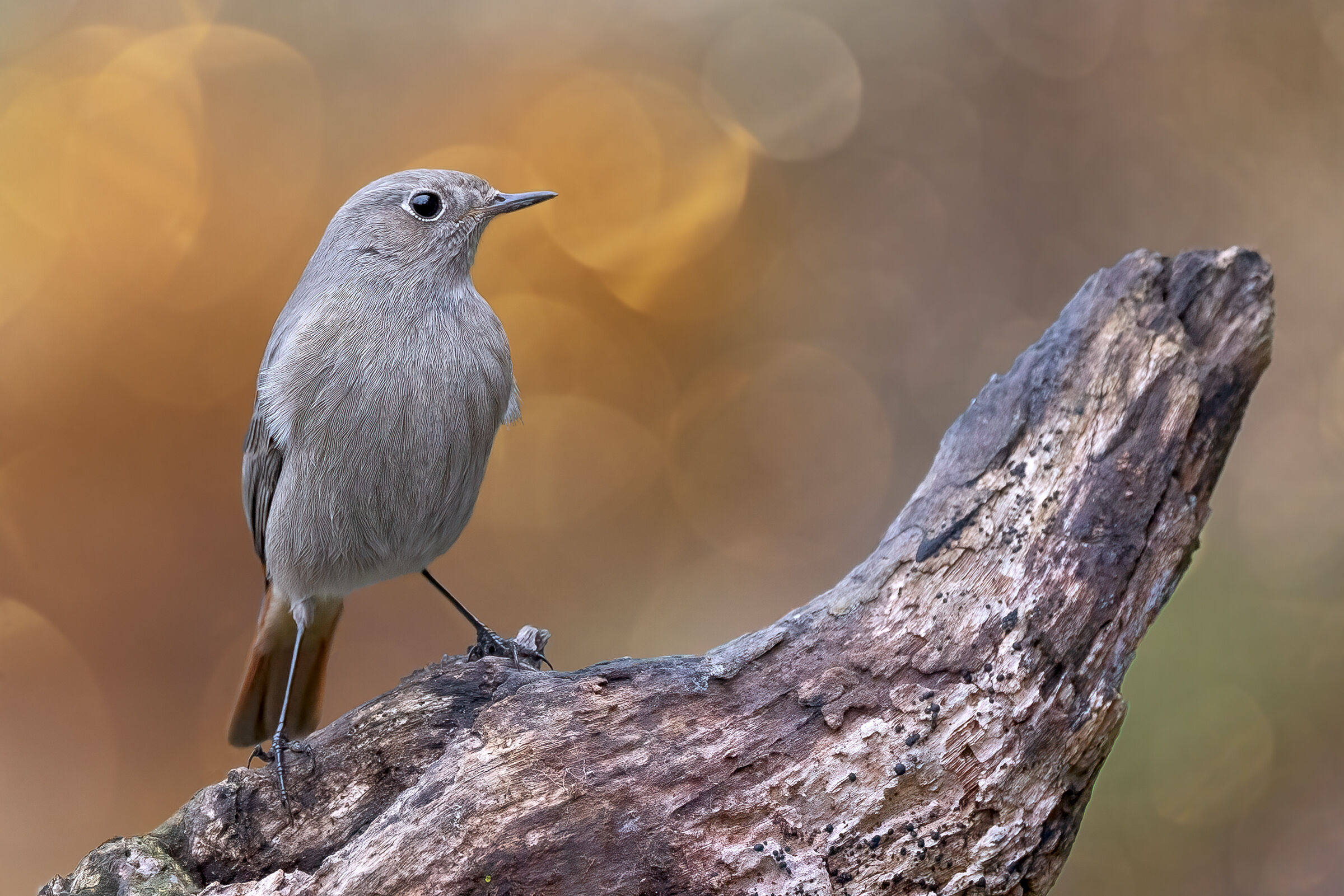 Codirosso spazzacamino &female;
