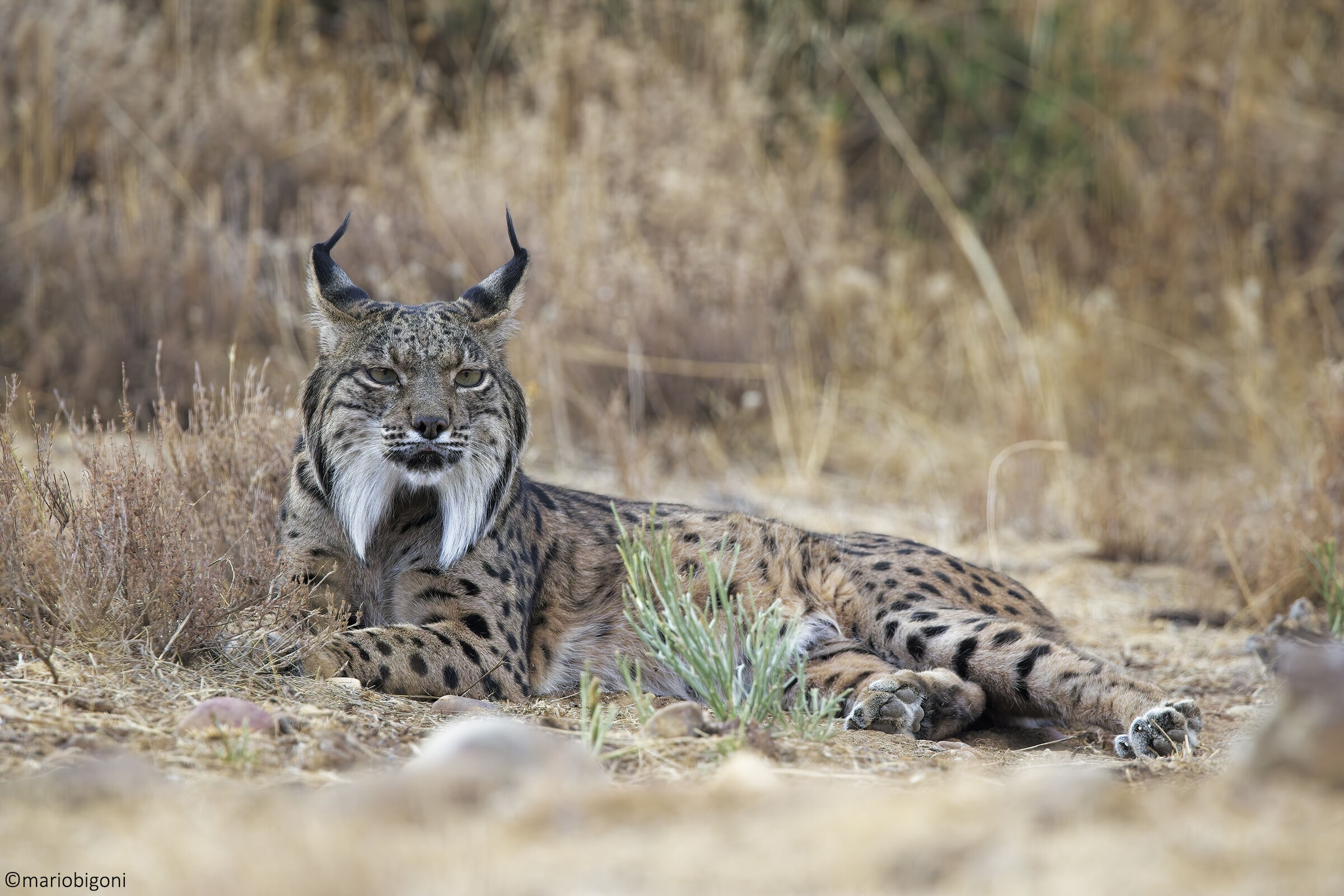 Lince pardina