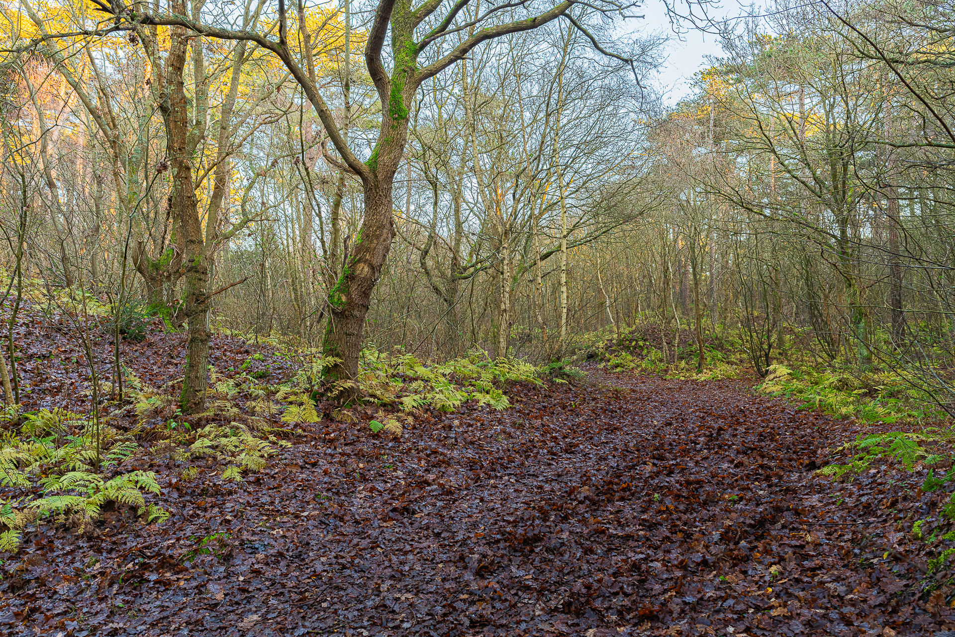 Nesserbos
