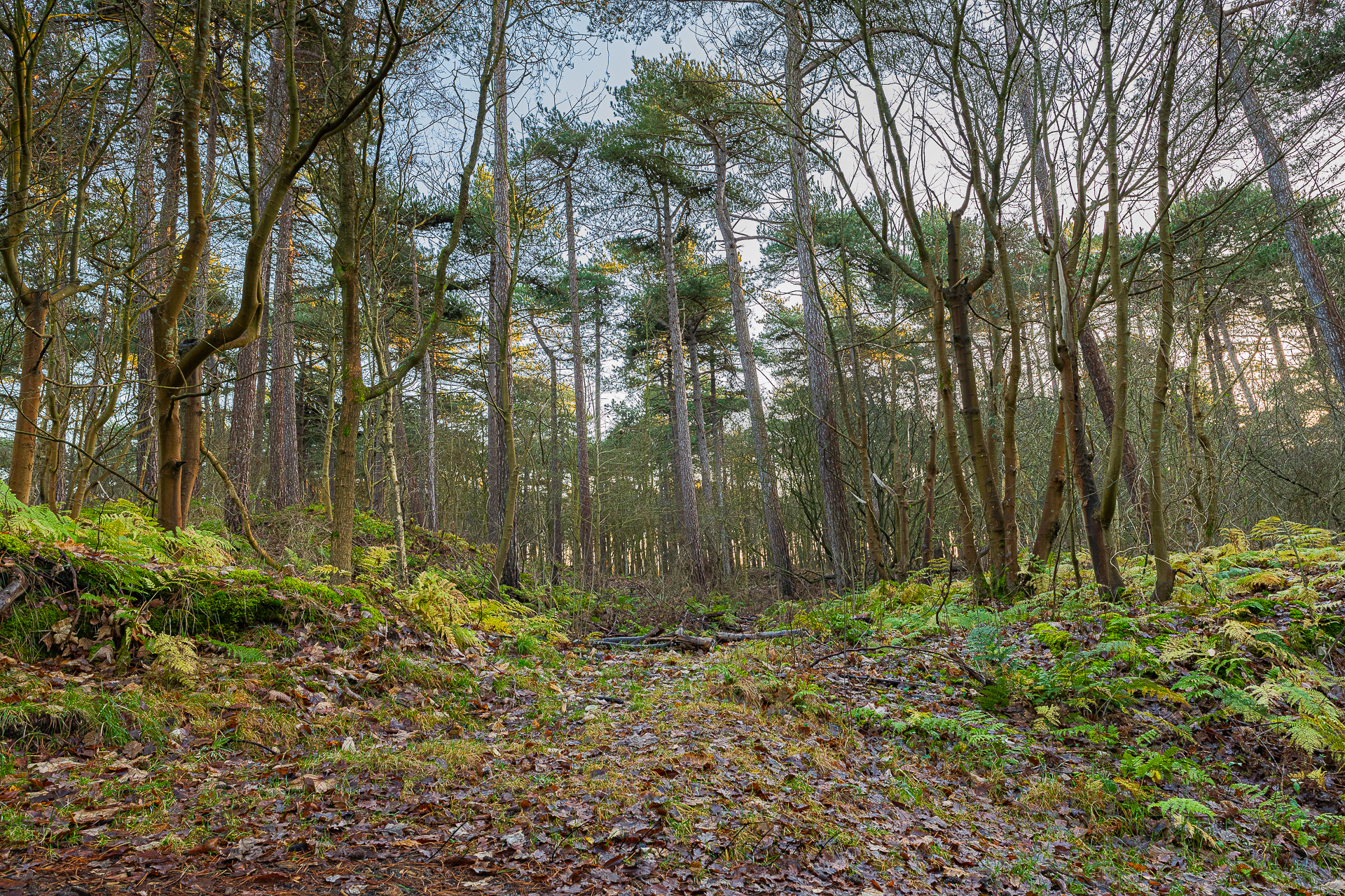 Nesserbos