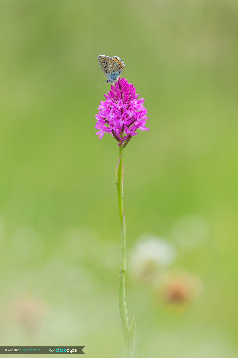 Polyommatus icarus su Anacamptis pyramidalis