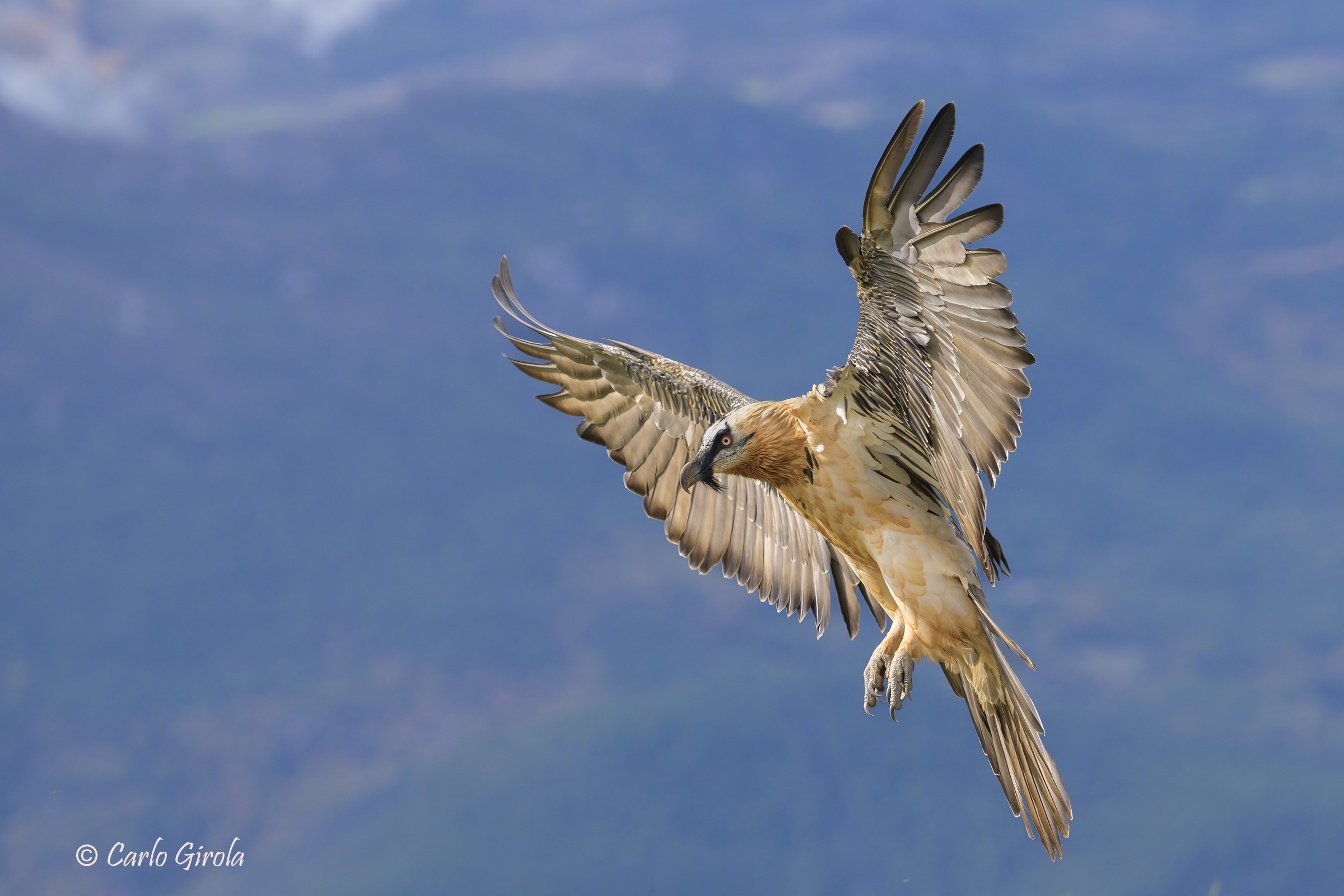 Gipeto (Gypaetus barbatus)