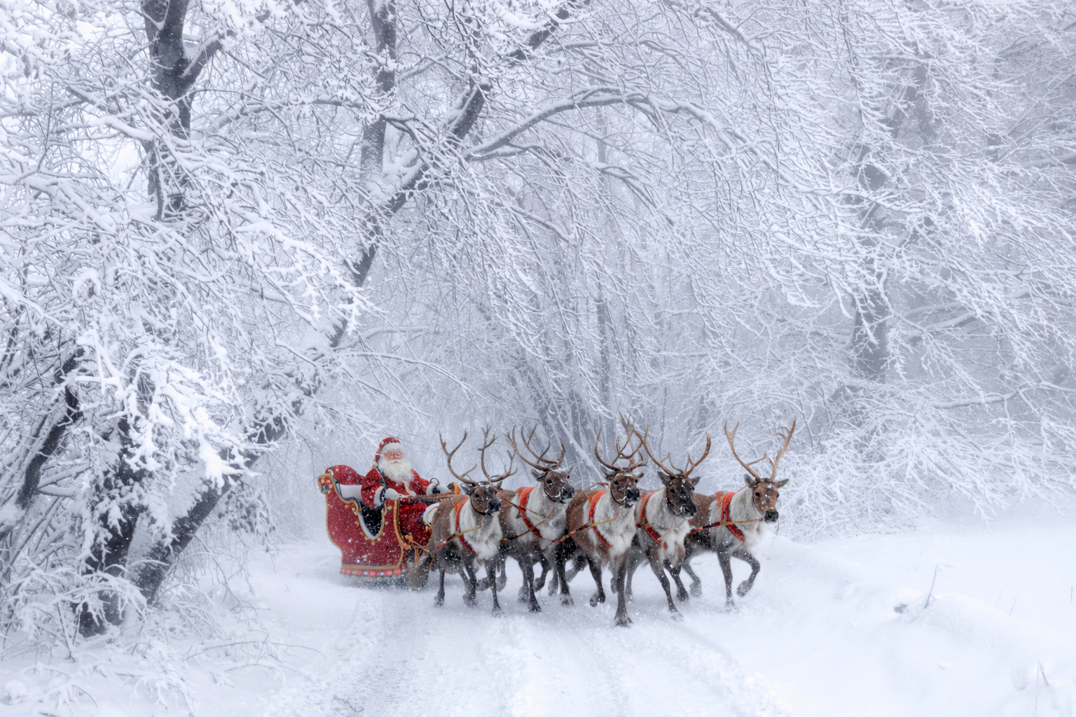 Buon Natale e Felice anno nuovo